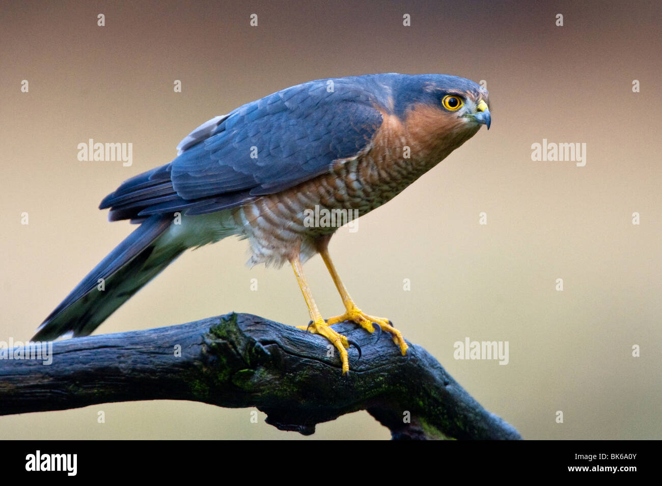 Portrait of a sparrowhawk perched on a branch Stock Photo