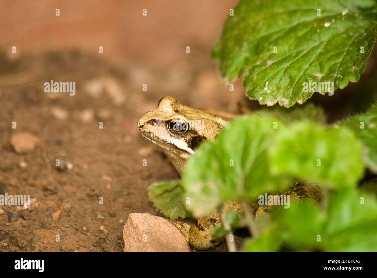 Common Frog (Rana temporaria) hiding under leaves, Hereford UK Stock Photo