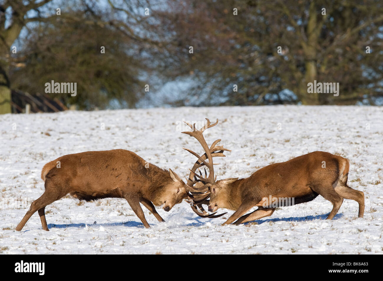 Red deer rutting in the snow Stock Photo