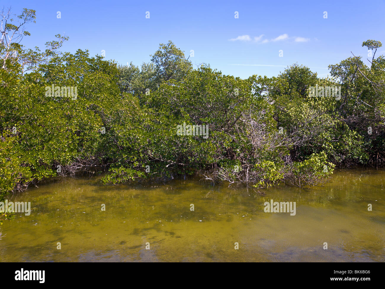 Mangroves, J N Ding Darling wildlife refuge, "Sanibel Island", Florida
