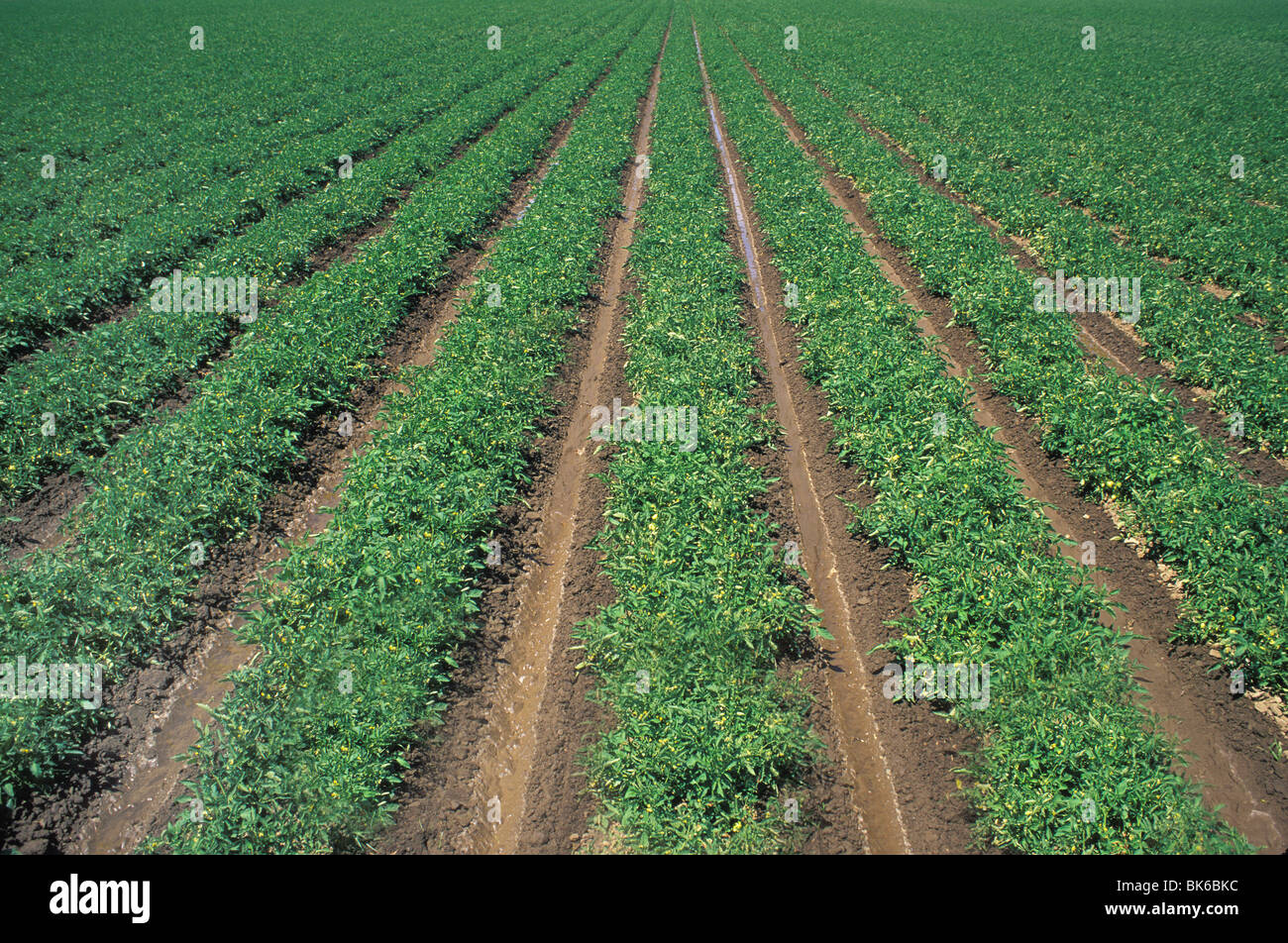 rows of tomato plants California Stock Photo Alamy