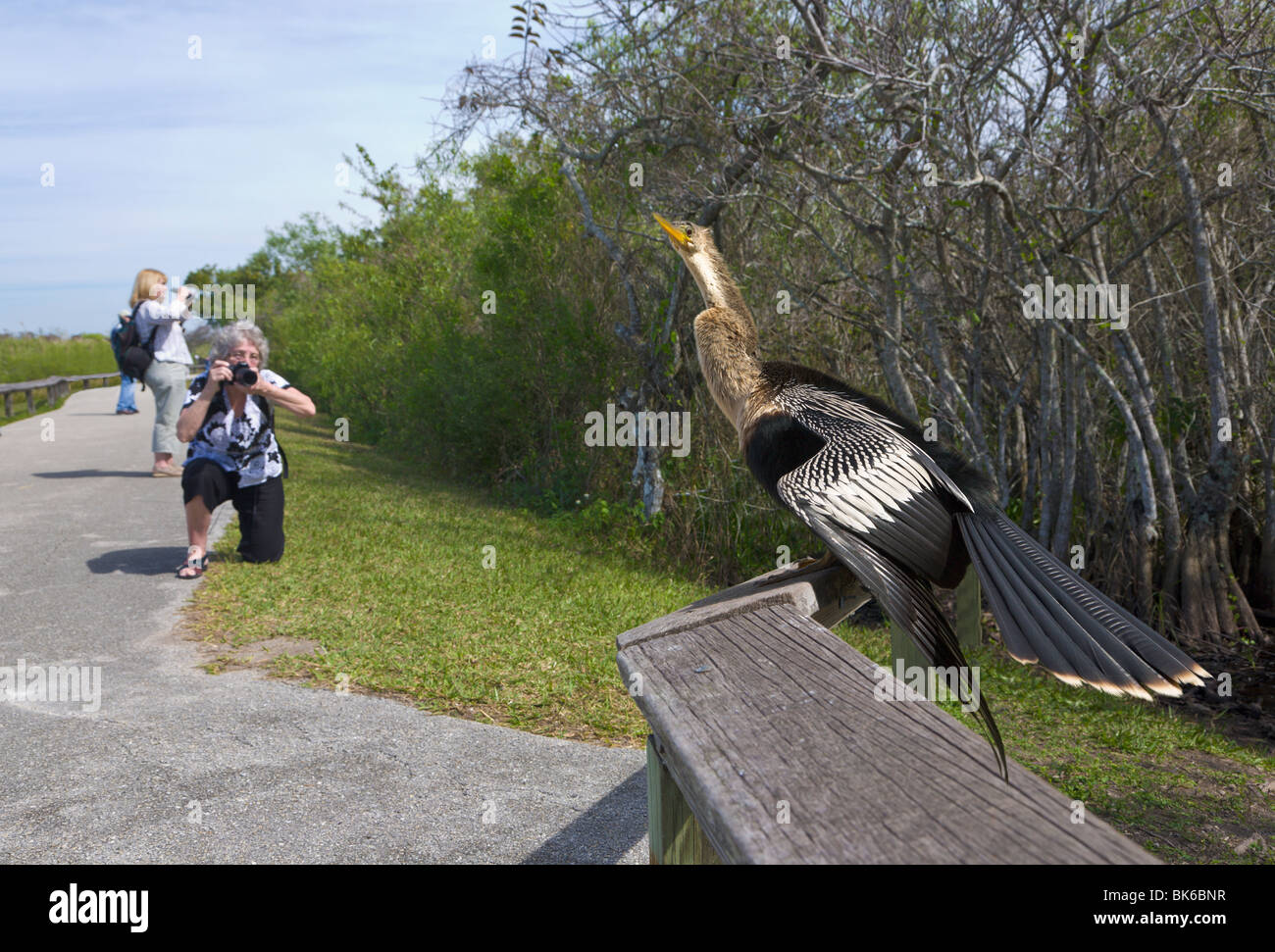 Woman taking picture of an Anhinga, 'Anhinga Trail', Everglades, Florida, USA MR Stock Photo