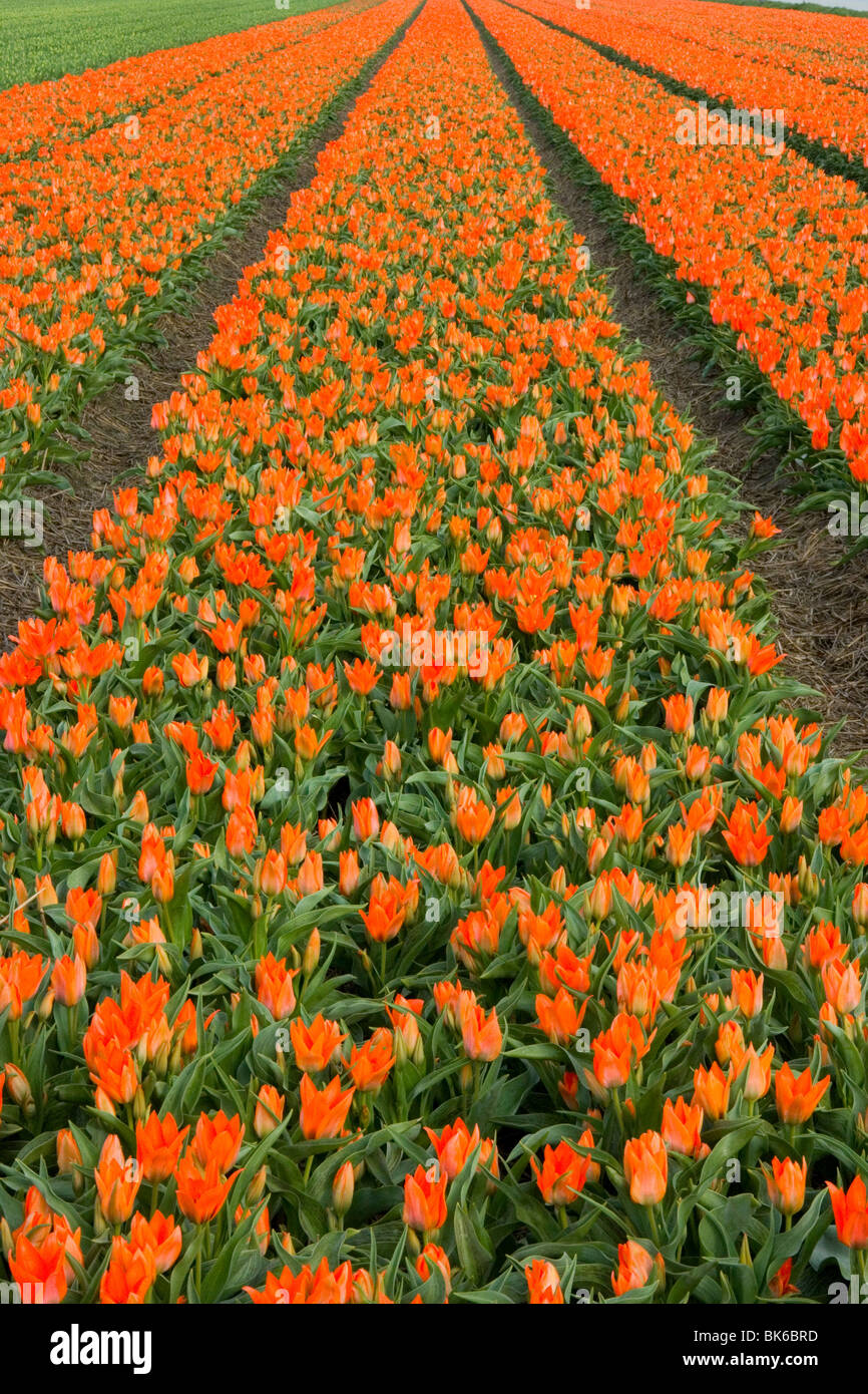 Bulb fields near Lisse, Holland Stock Photo Alamy