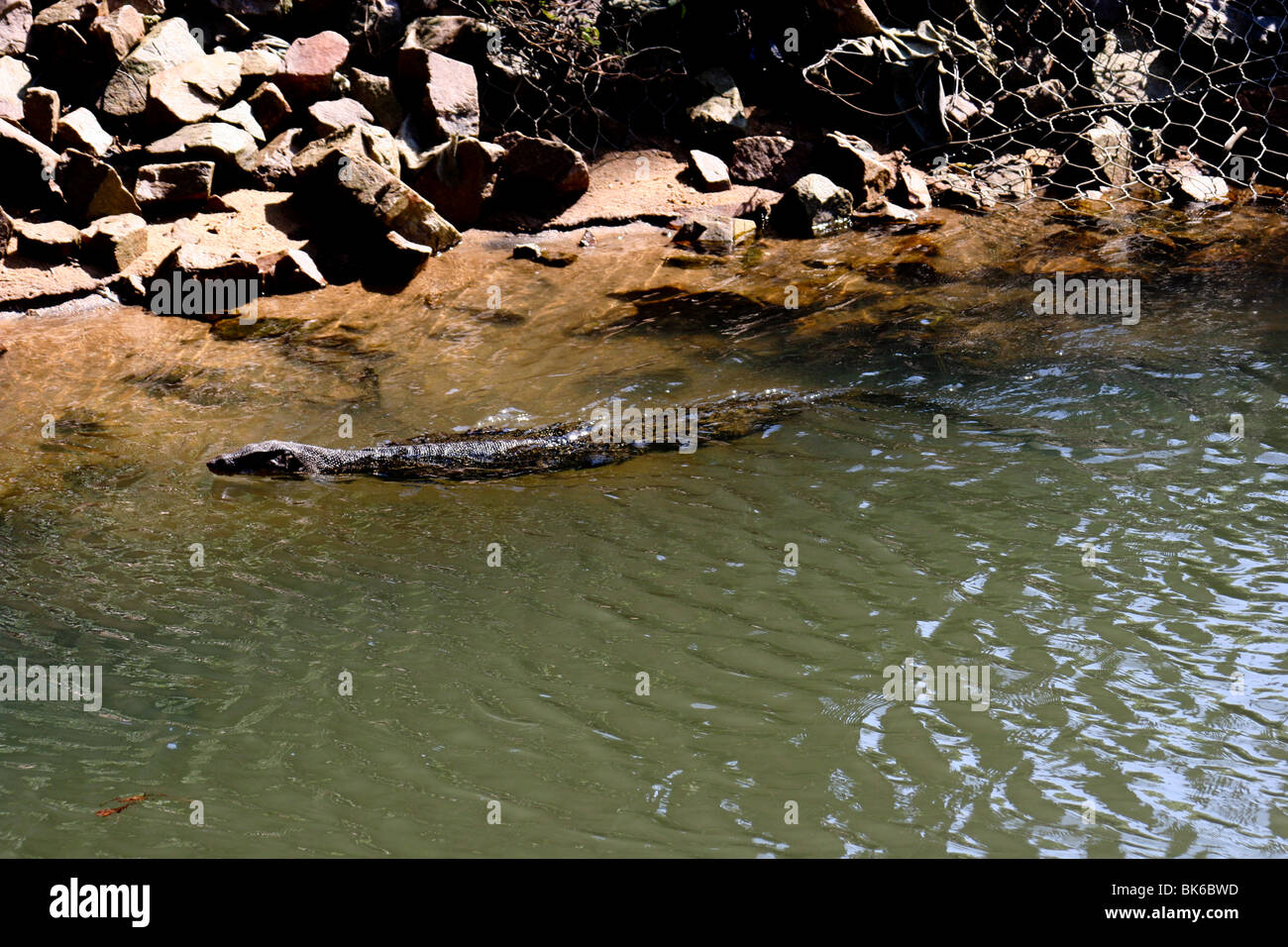 Water monitor lizard malaysia tioman island asia Stock Photo Alamy