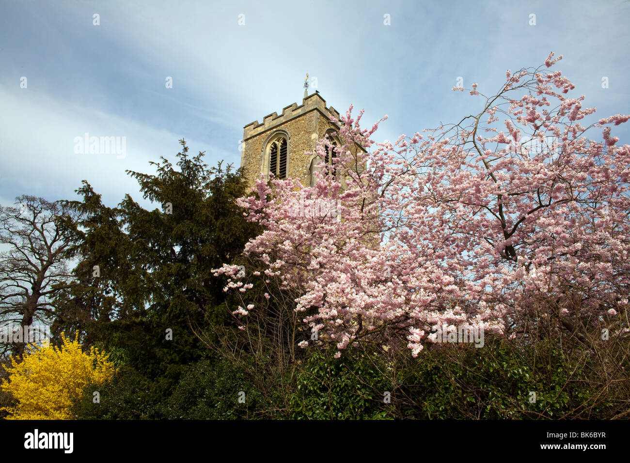 St Mary at Latton parish church in Harlow, Essex photographed with spring blossom. Stock Photo