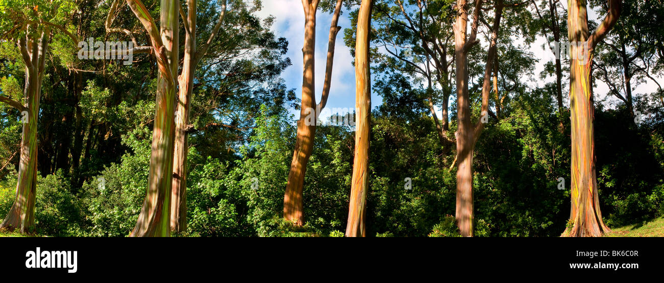 Panorama of Eucalyptus deglupta or Rainbow Eucalyptus trees in a grove on the road to Hana Maui