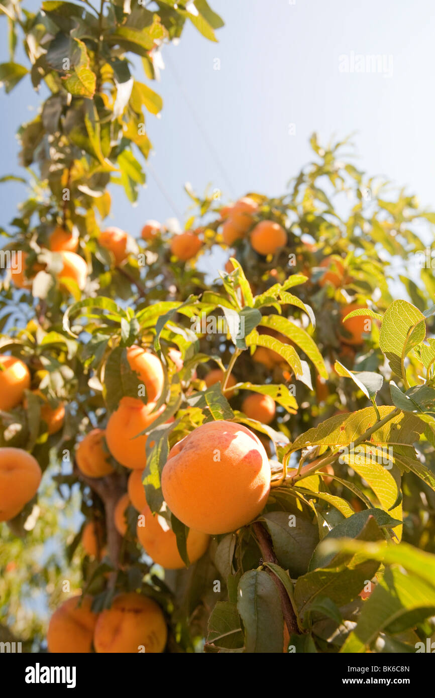 Fruit Farm Australia Stock Photos & Fruit Farm Australia Stock Images
