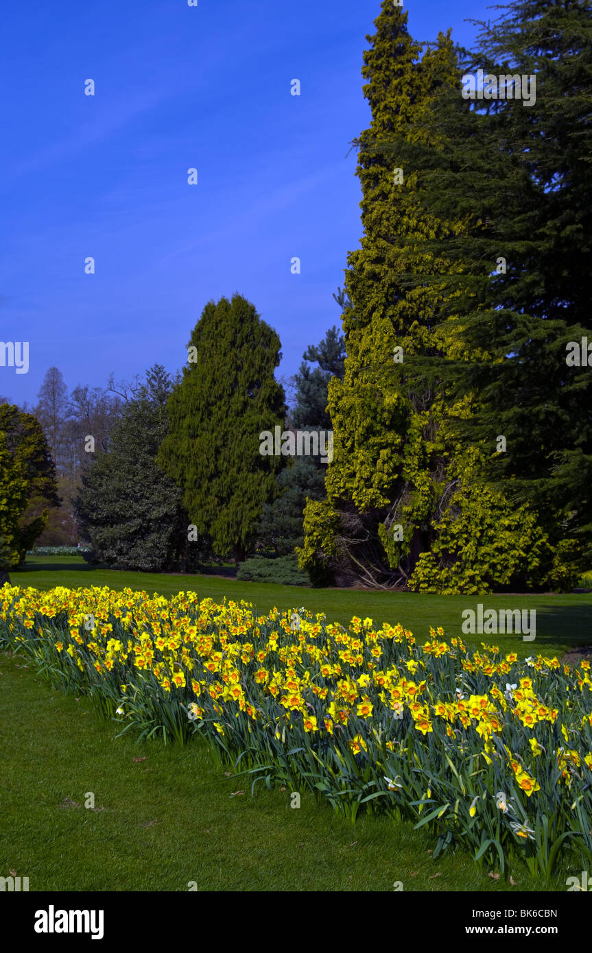 A Bed Of Daffodils Amongst Fir Trees RHS Wisley Surrey England Stock Photo