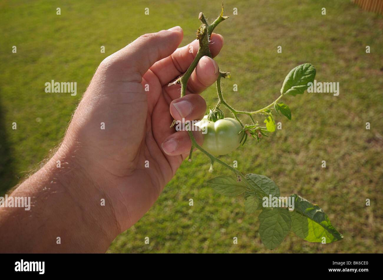 Hand holding a green tomato on the plant branch Stock Photo - Alamy