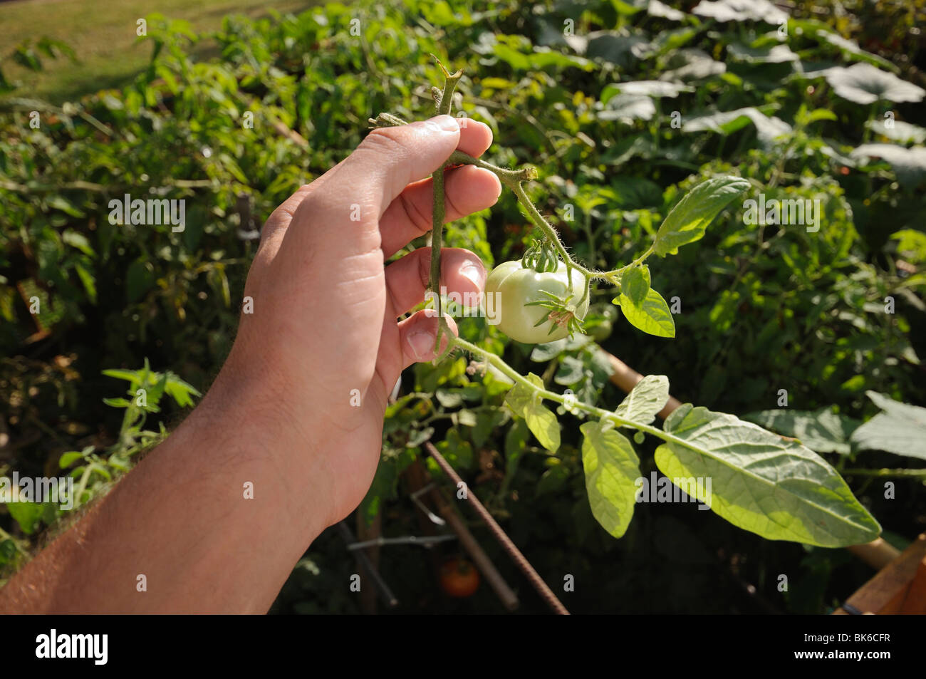 Hand holding a green tomato on the plant branch with a vegetable garden on the background Stock Photo
