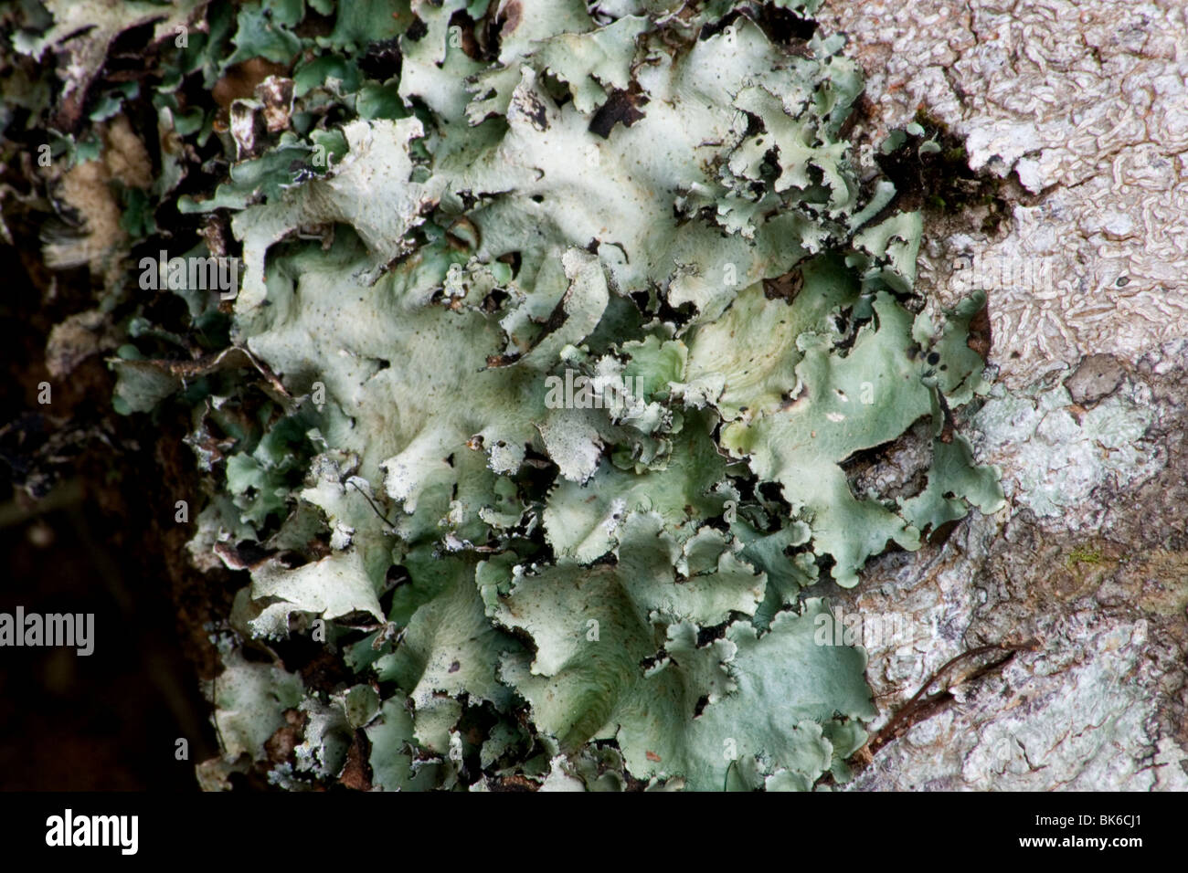 Foliose lichens on tree trunk Stock Photo