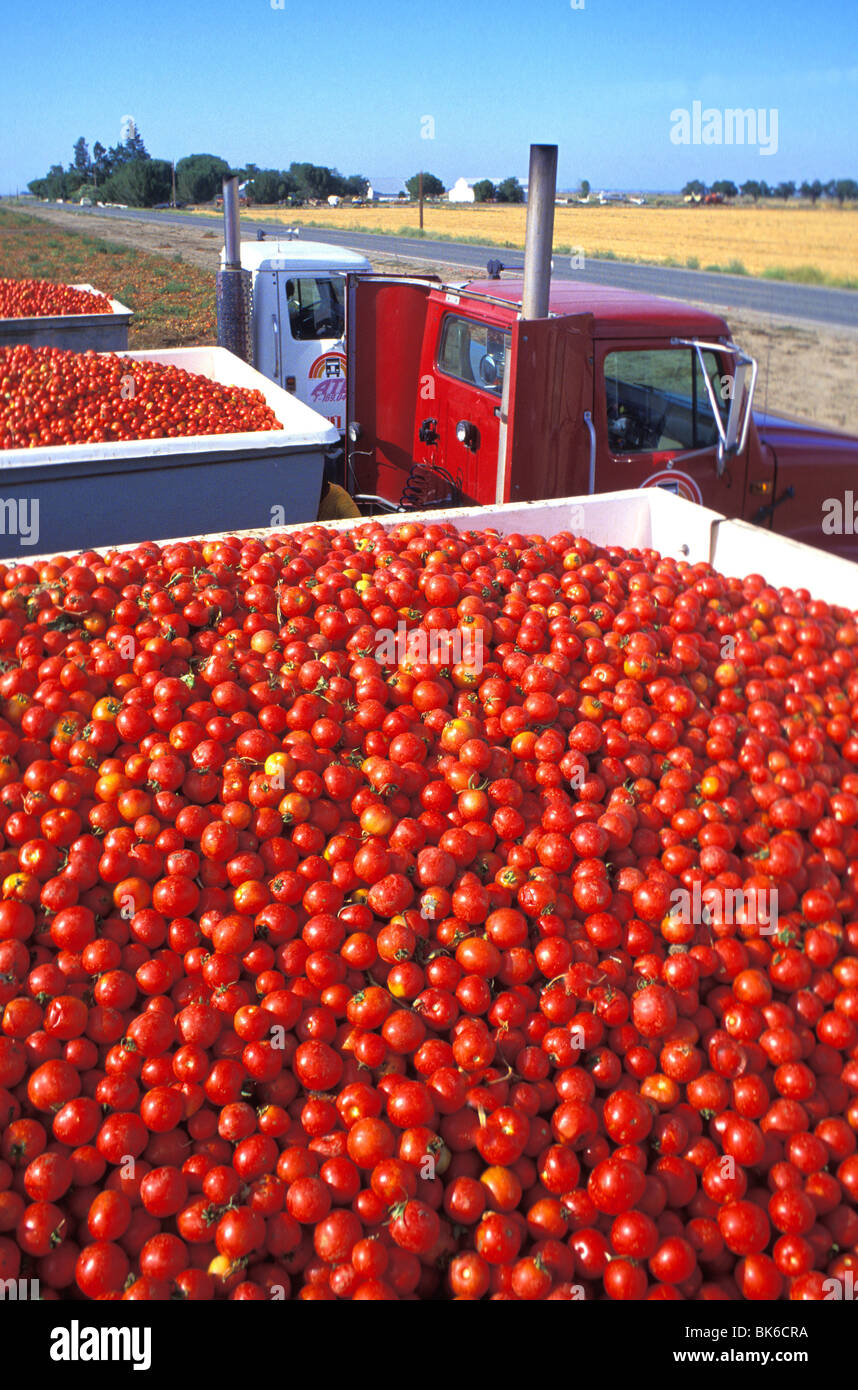 processing tomatoes on truck California Stock Photo