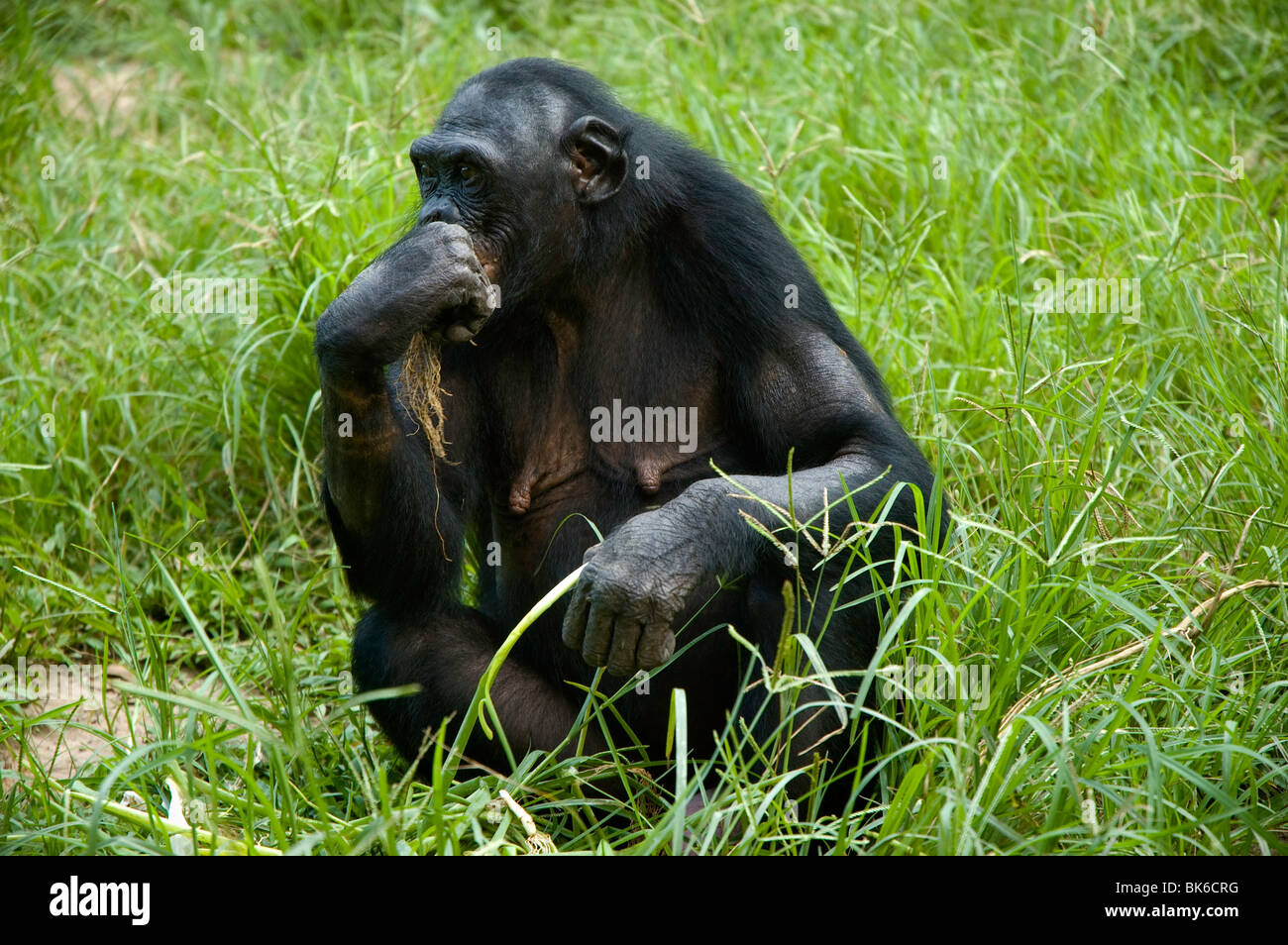 Squating Bonobo Stock Photo