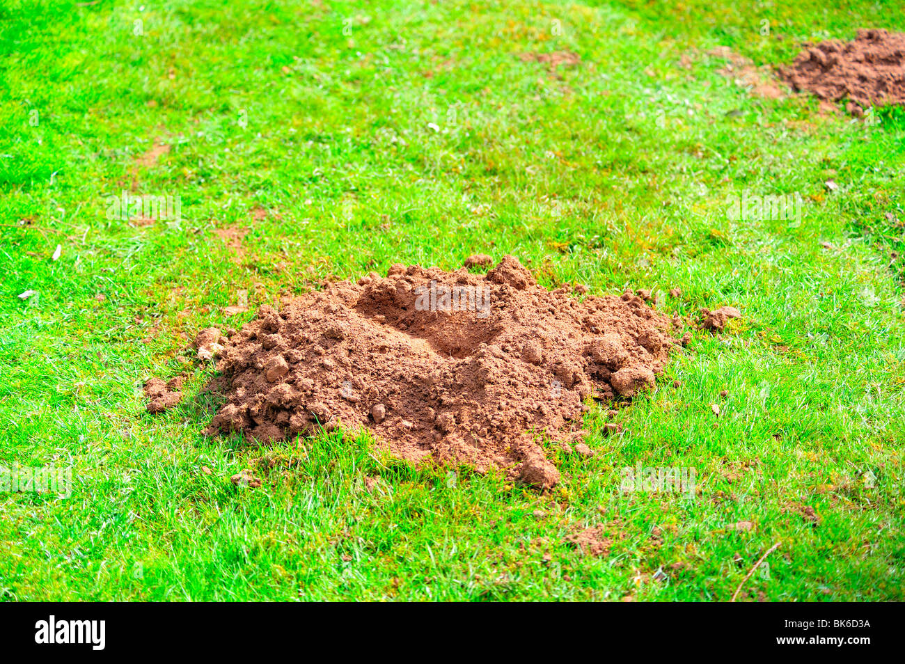 Small Pile of Dirt with Fake Flowers Isolated on White Background Stock  Photo - Alamy