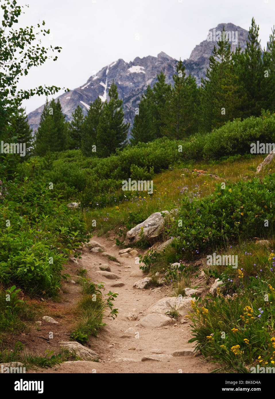 Path with trees on either side hi-res stock photography and images - Alamy