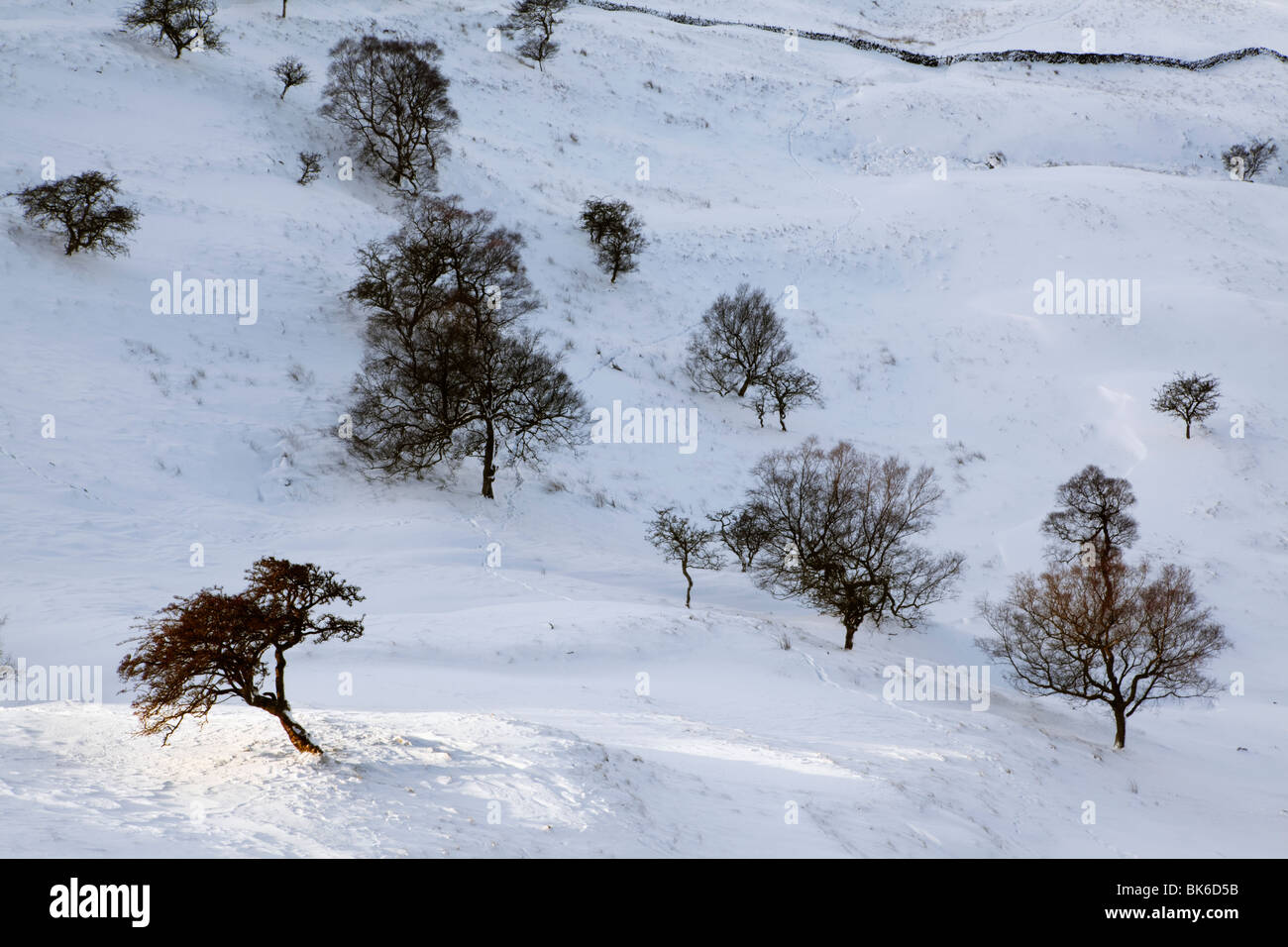 Stark Bare Trees in a Snowy Edale Valley, The Peak District National Park, UK, England Stock Photo