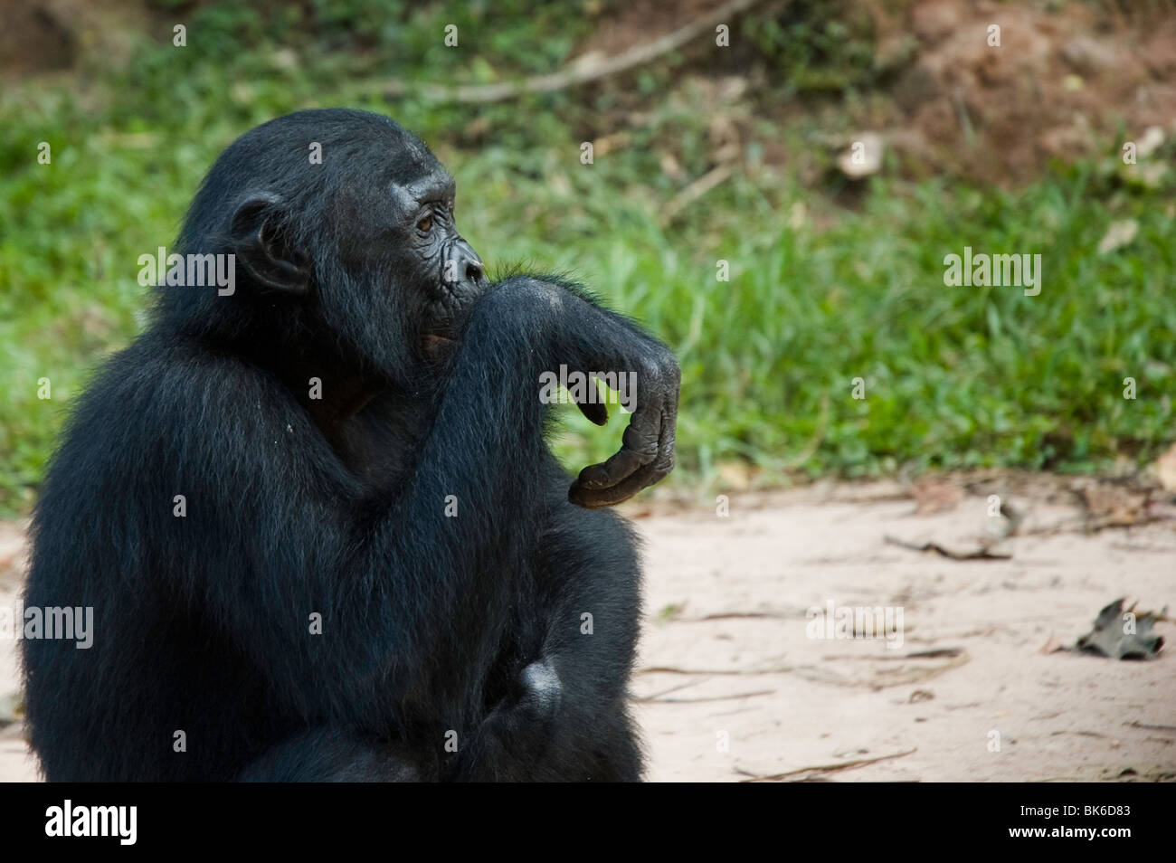 Bonobo in DRC Congo Stock Photo