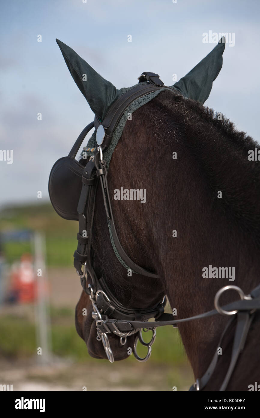 Spanish purebred horse, Spain Stock Photo Alamy