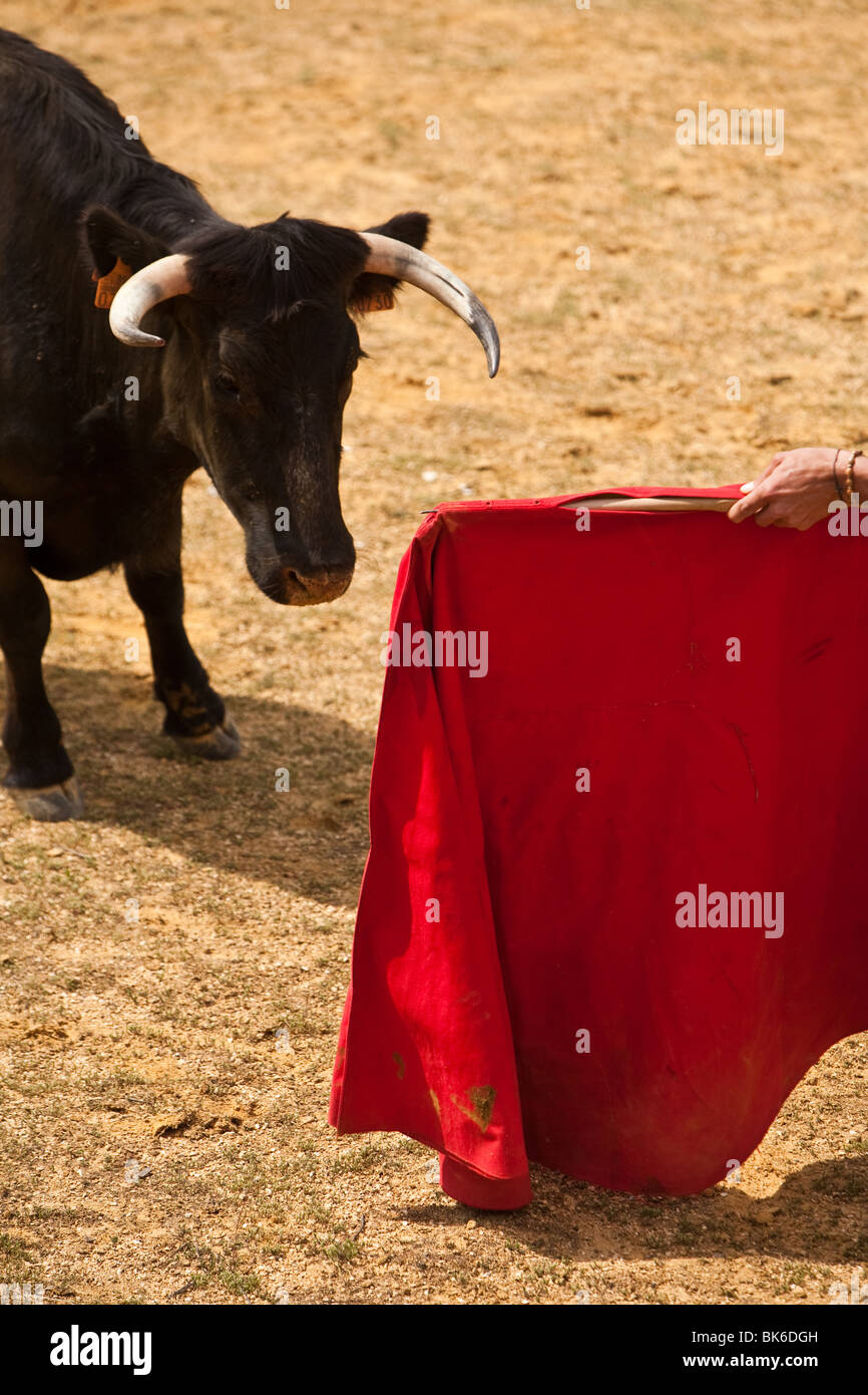 Closeup of a bull and a crutch, Spain Stock Photo Alamy