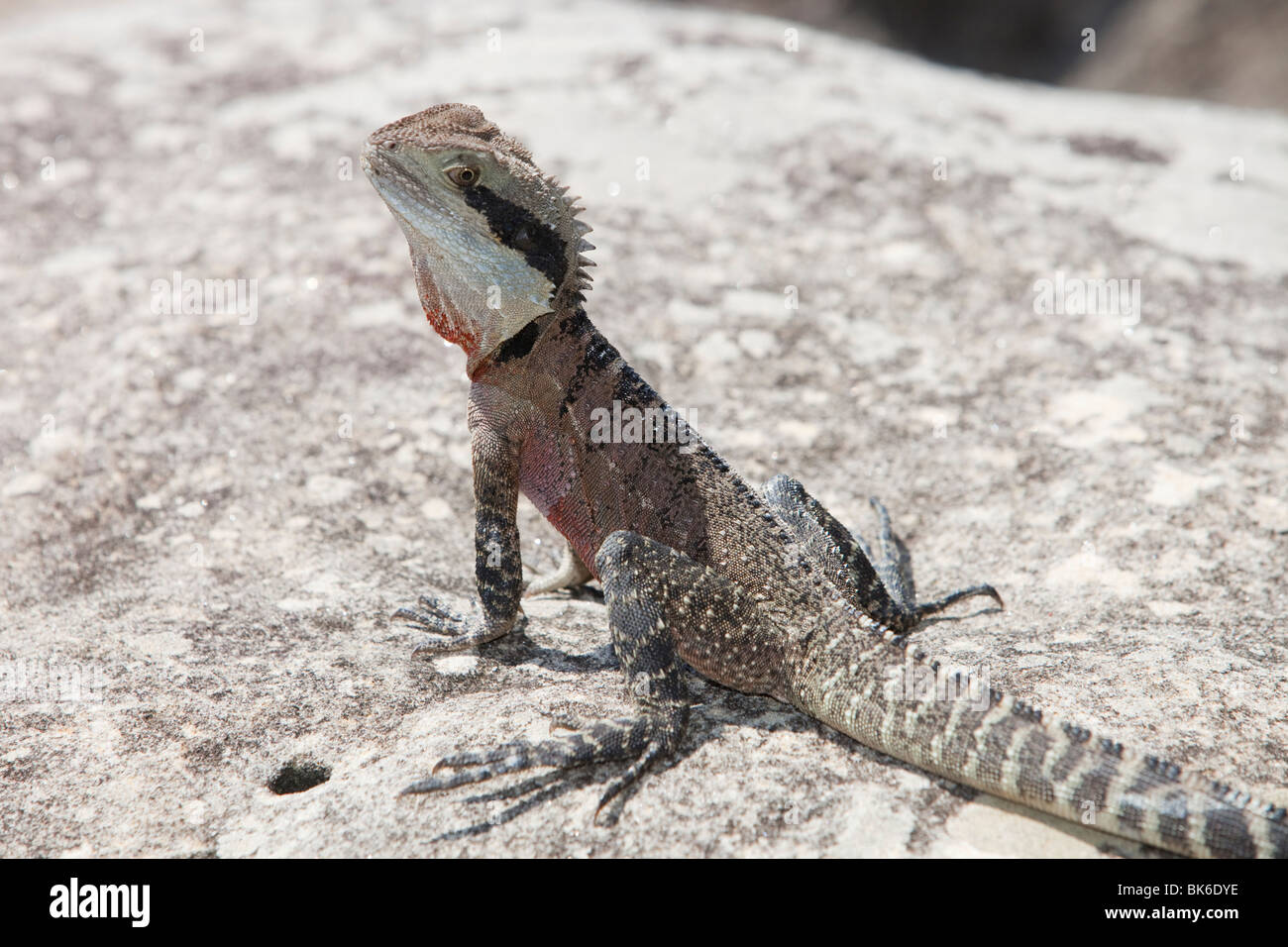 An Eastern Water Dragon lizard basking near Manly Beach, Sydney, Australia. Stock Photo