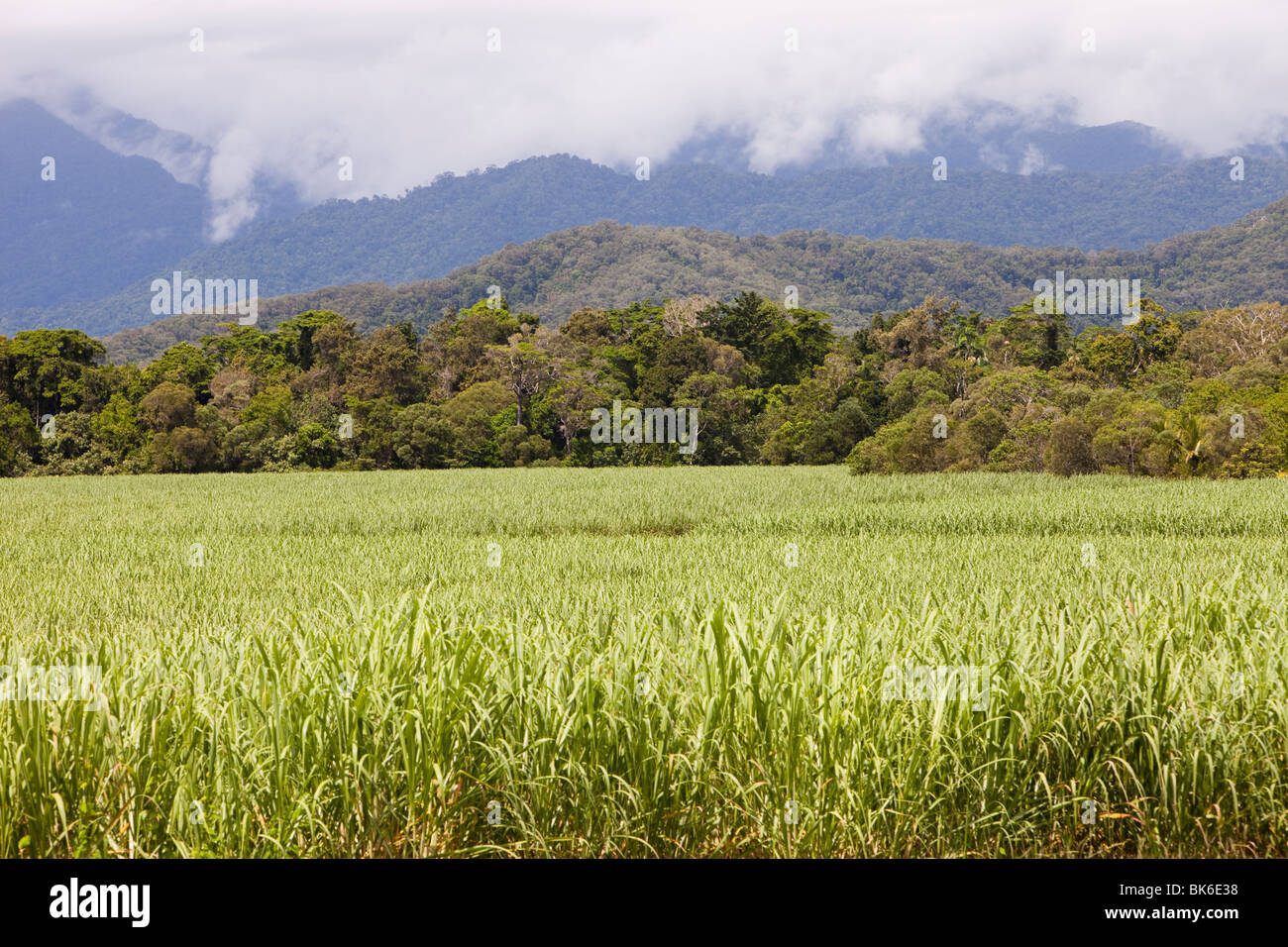 Daintree rain forest, deforested to make way for sugar cane plantations, Queensland, Australia. Stock Photo