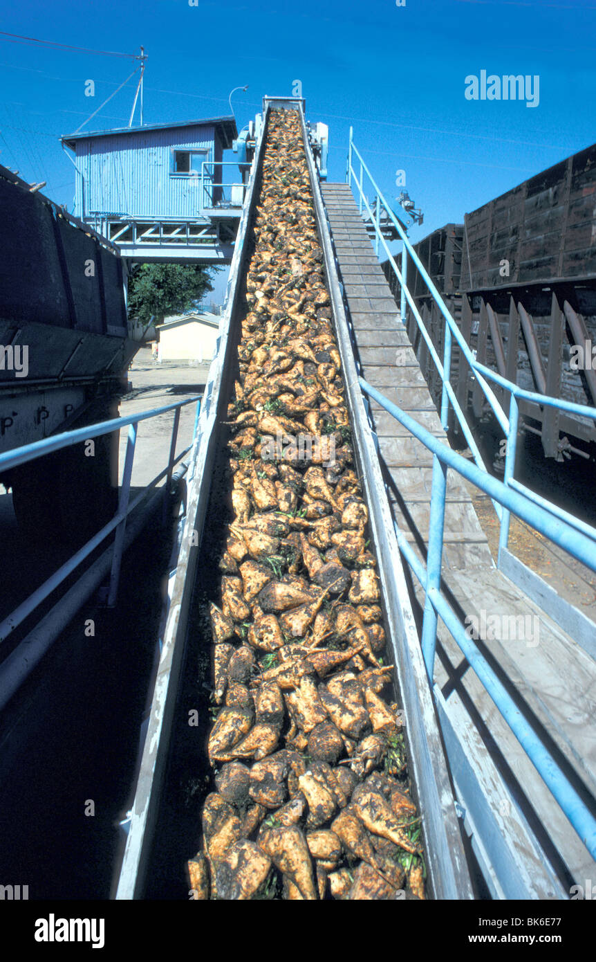 sugar beets loading on conveyor belt Stock Photo