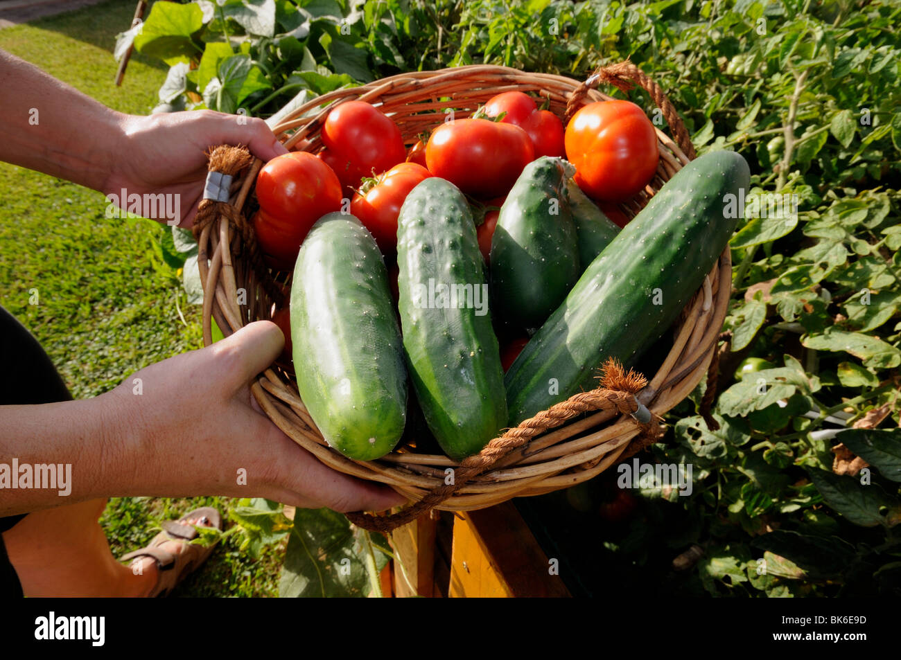 Gathering in tomatoes and cucumbers on a vegetable garden Stock Photo