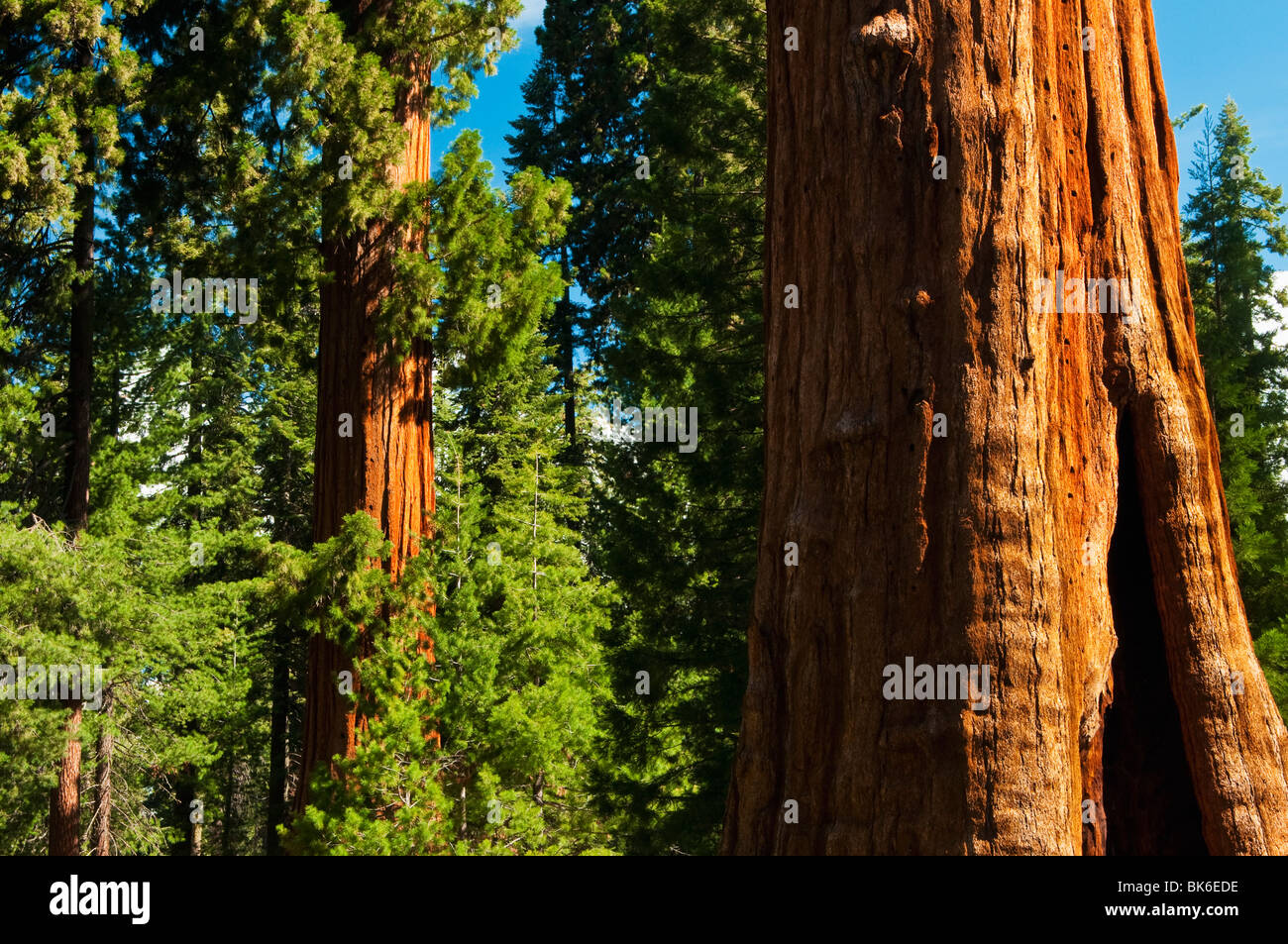 Redwood Trees in Sequoia National Forest, CA Stock Photo