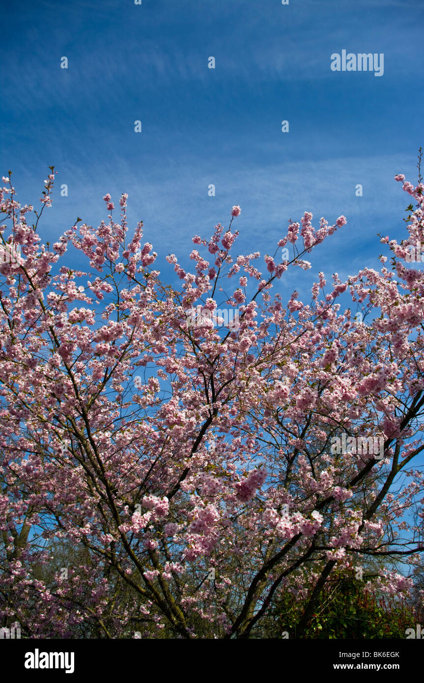 Ornamental Cherry Tree Prunus Accolade In Blossom Stock Photo