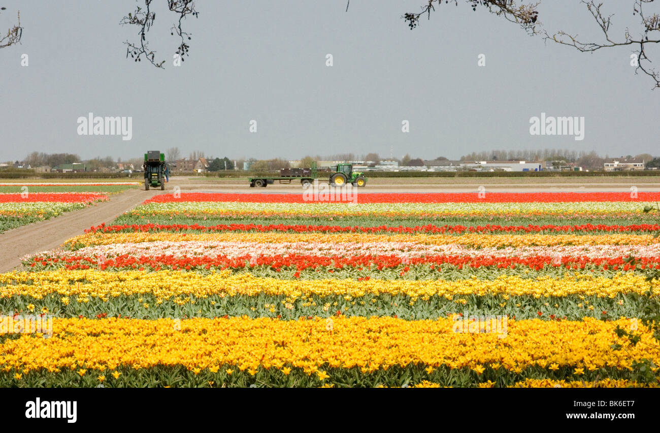 Bulb fields near Lisse, Holland Stock Photo Alamy