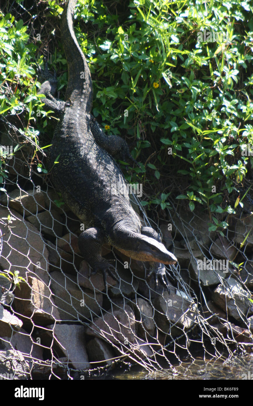 Water monitor lizard malaysia tioman island asia Stock Photo Alamy