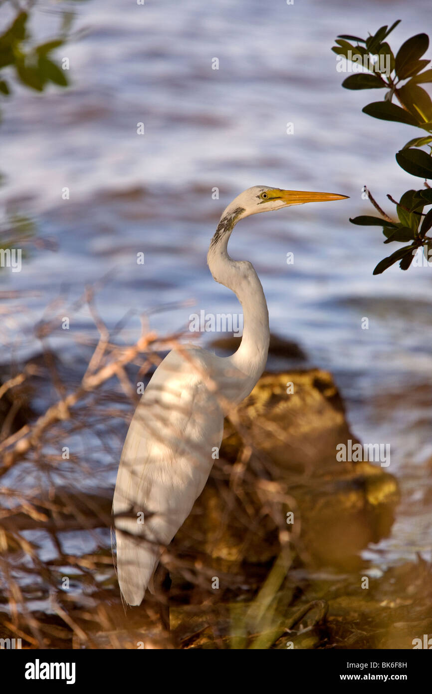 Great White Egret near Florida waters Stock Photo Alamy