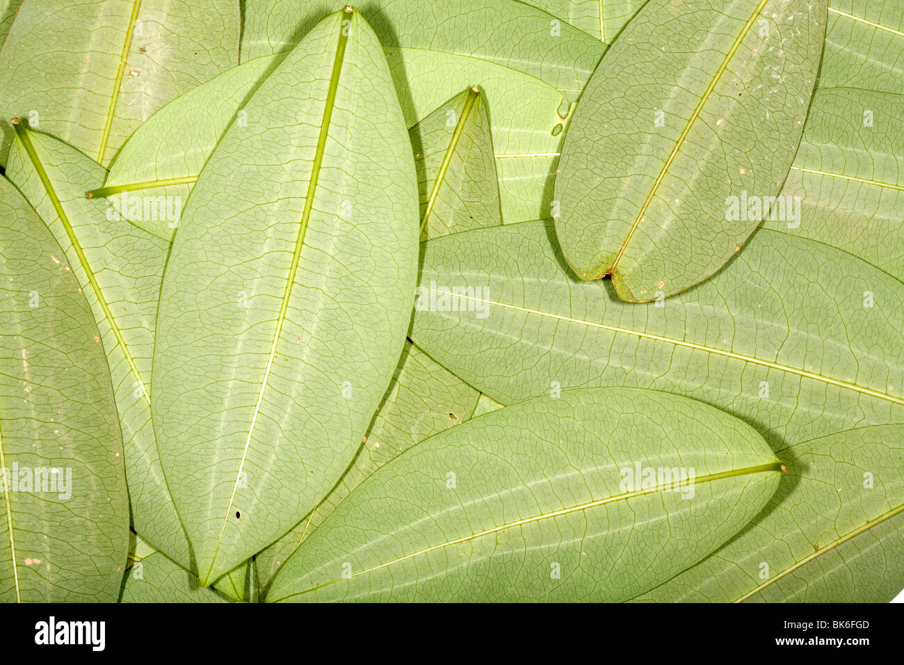 Coca leaves hires stock photography and images Alamy