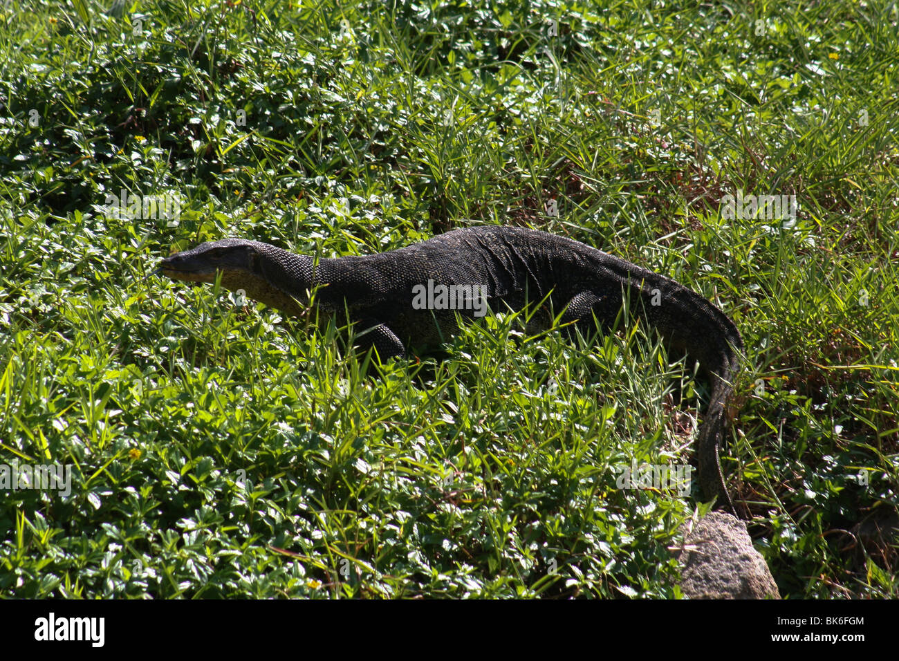 Water monitor lizard malaysia tioman island asia Stock Photo Alamy