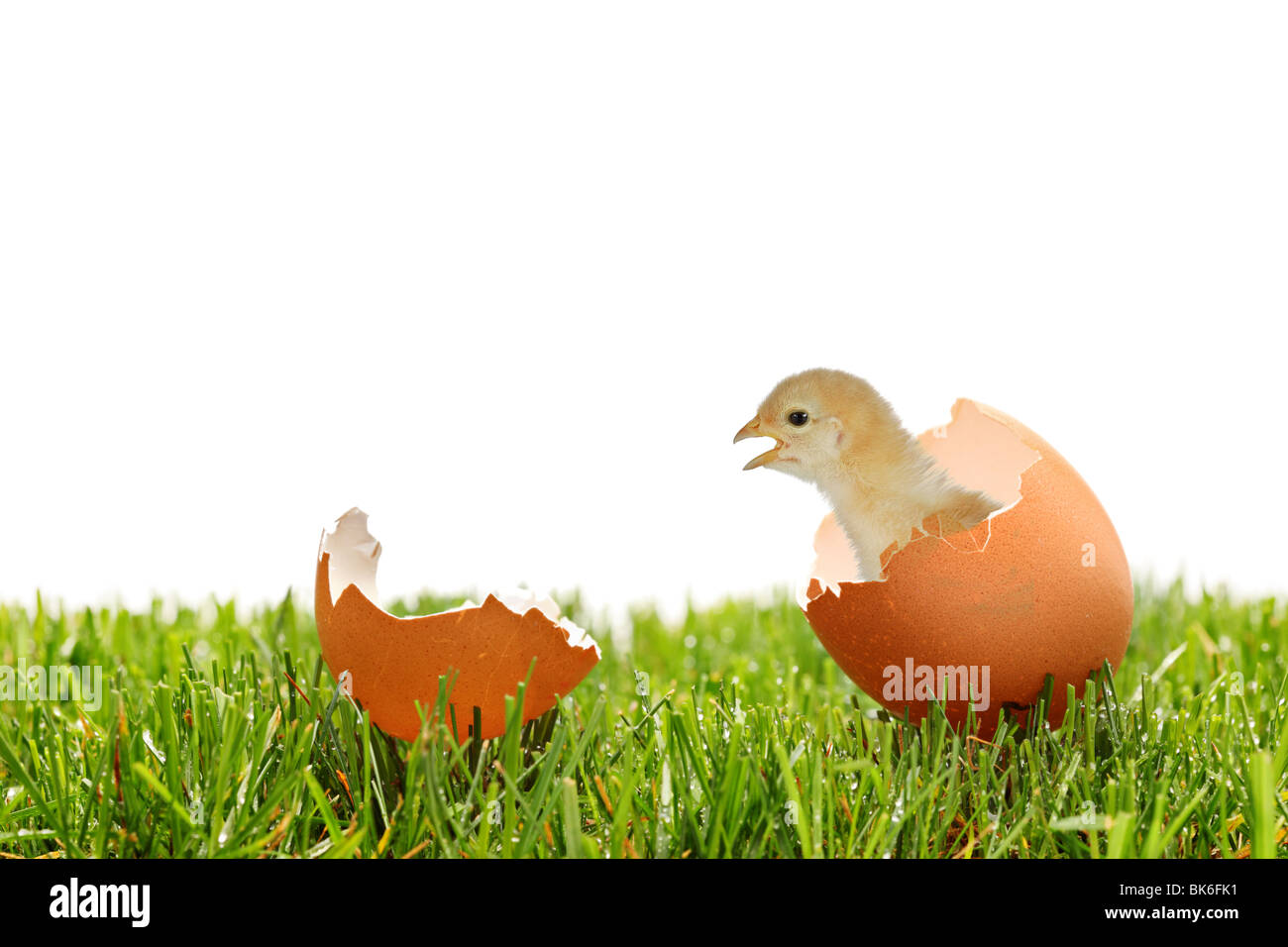 Chicken egg hatching shell nest hi-res stock photography and images - Alamy