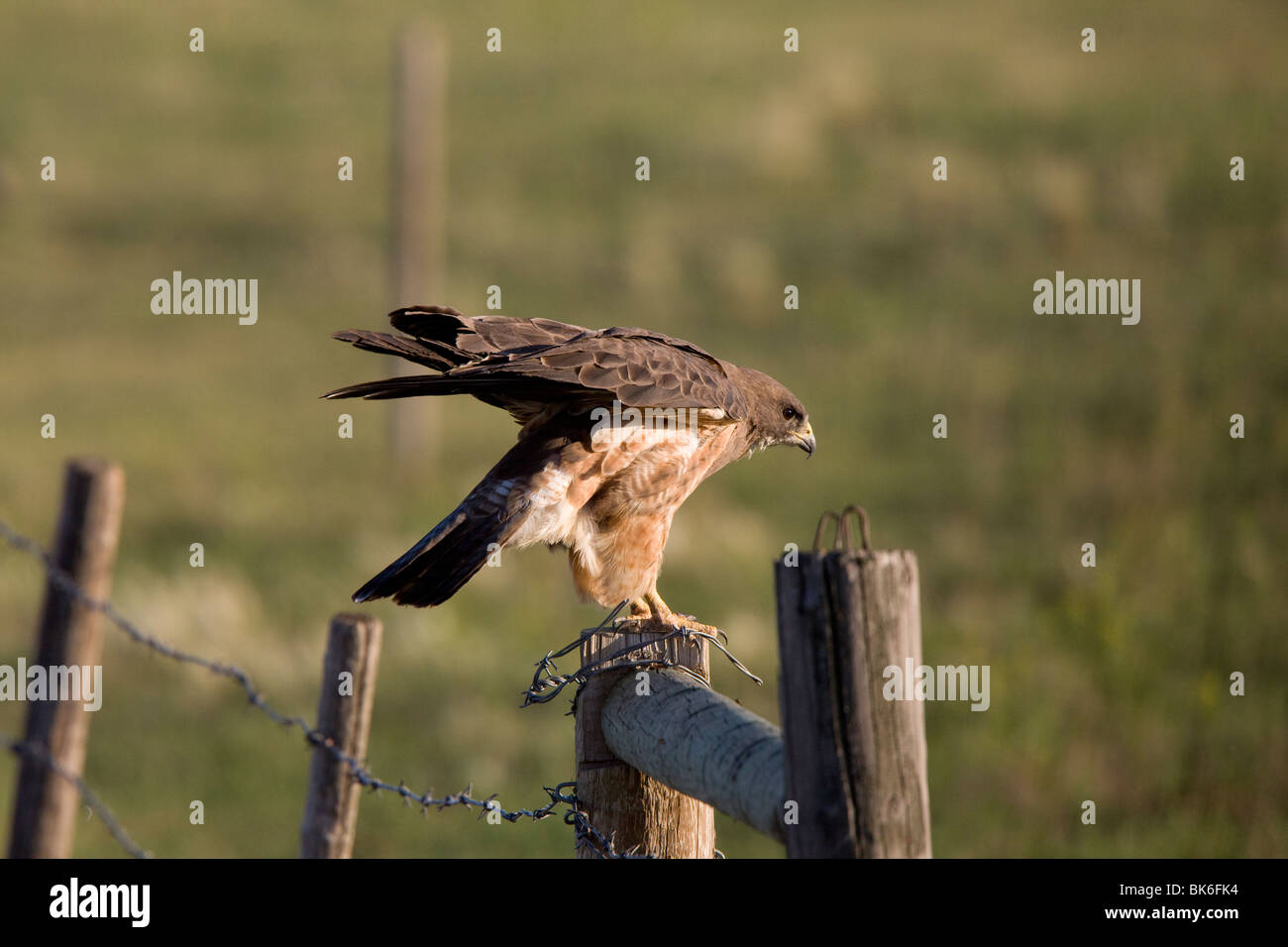 Hawk landing on fence post Stock Photo Alamy