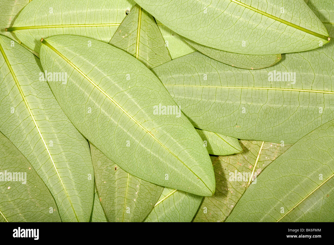 Coca leaves (Erythroxylum coca Stock Photo Alamy