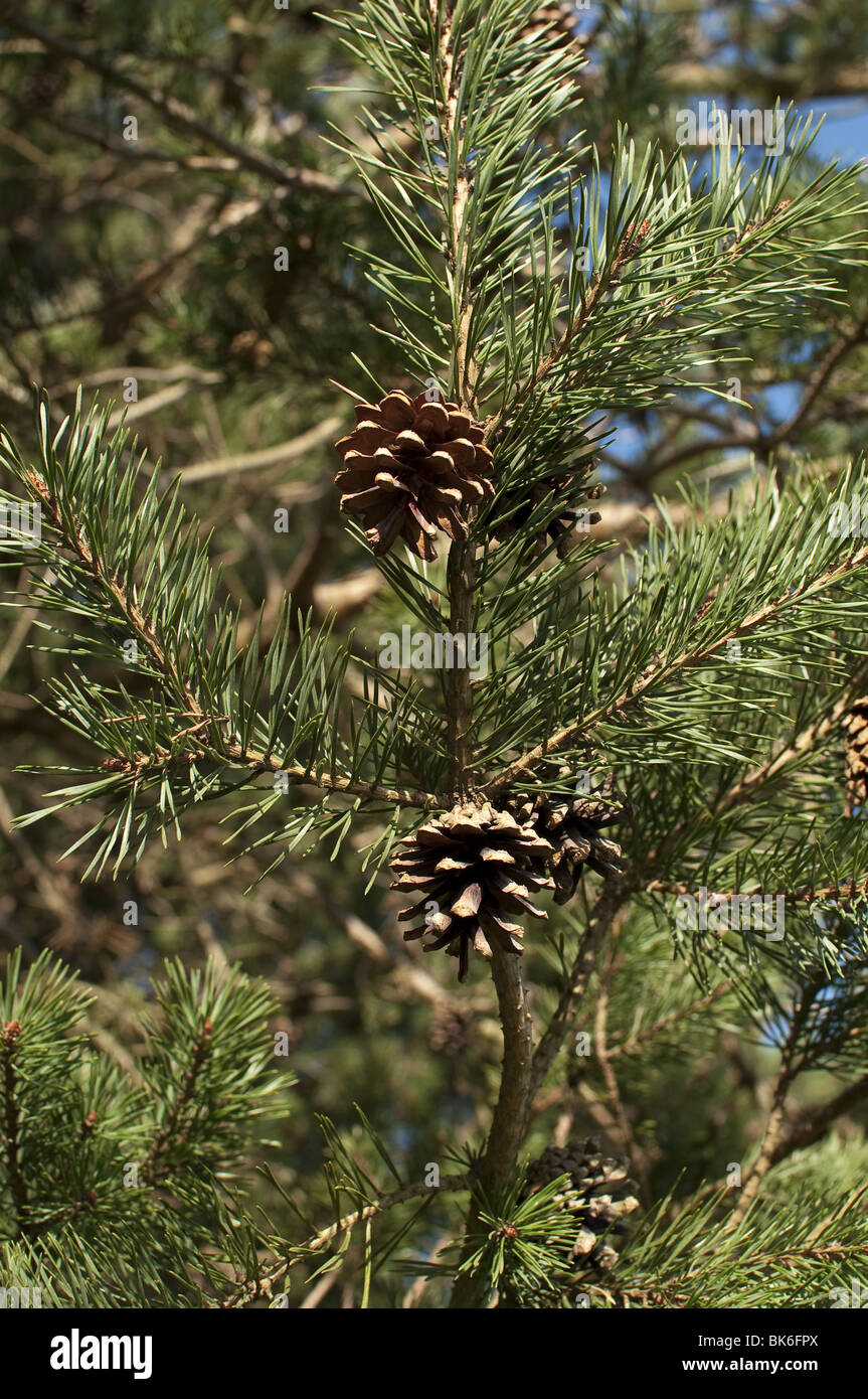 Pine cones on evergreen tree Stock Photo