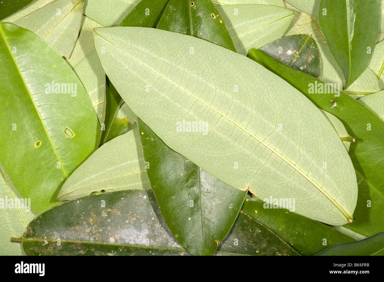 Coca leaves (Erythroxylum coca Stock Photo Alamy