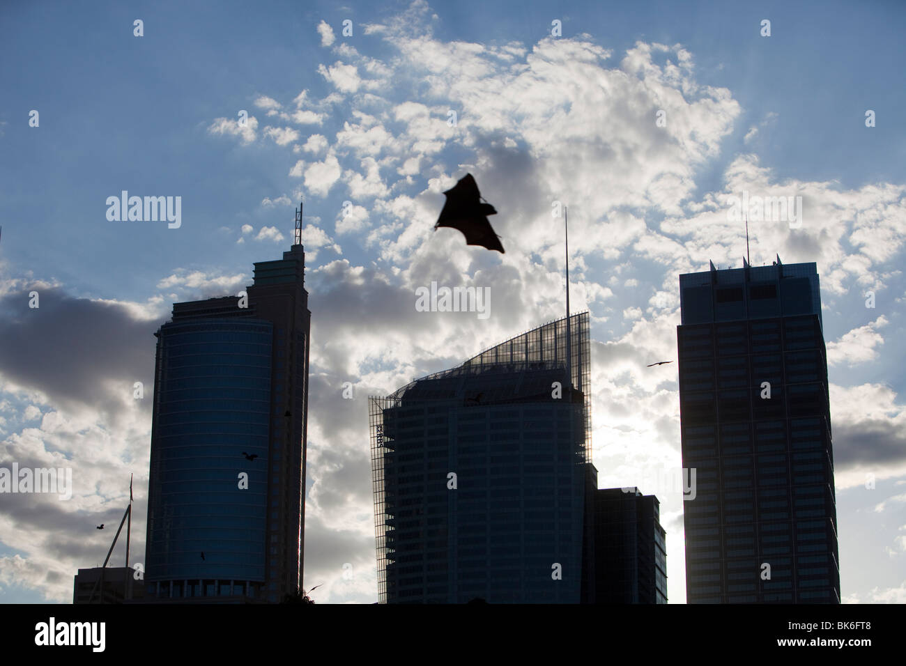 Fruit bats flying in front of Sydney city centre tower blocks, Australia. Stock Photo