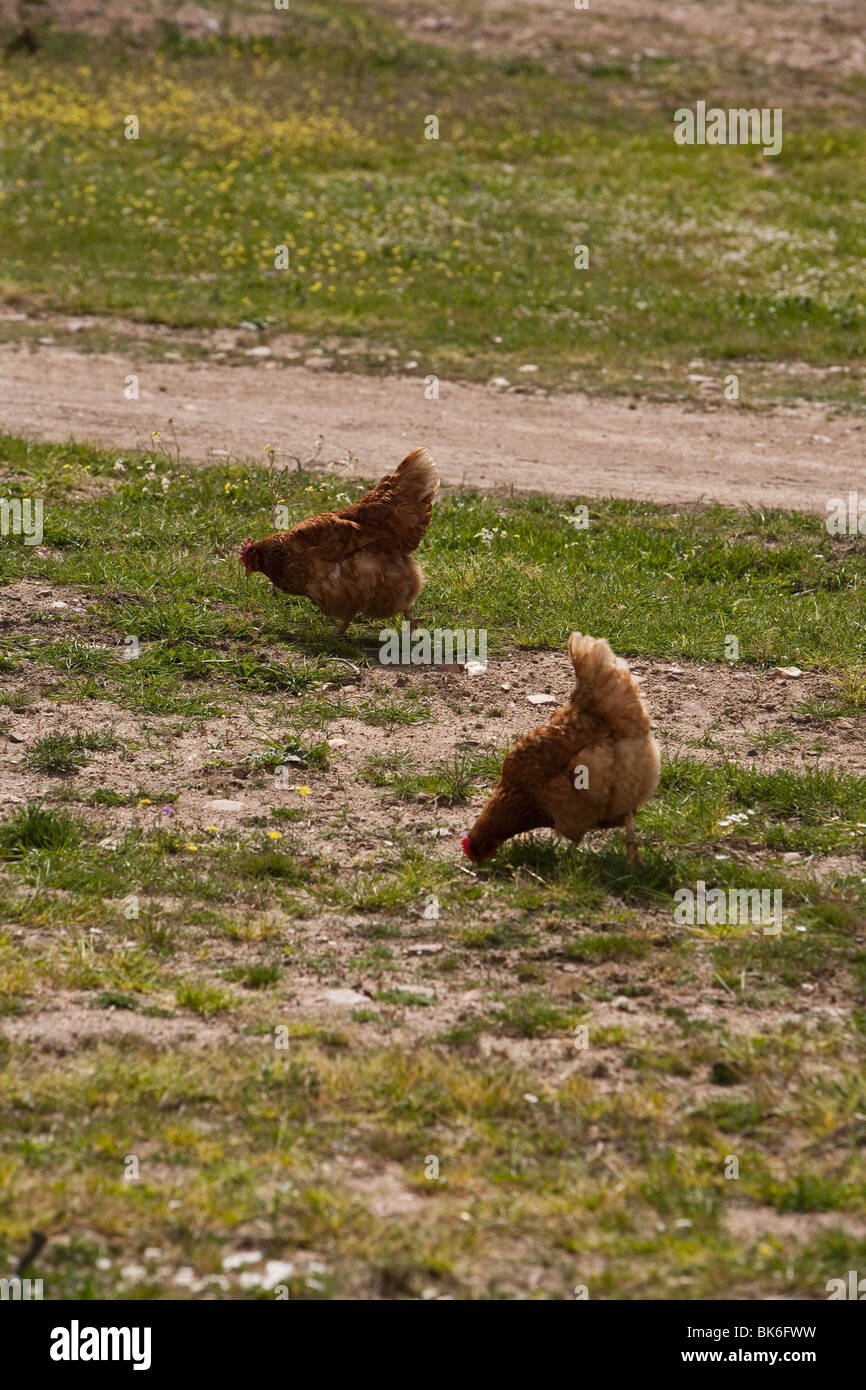 Farm Animals, Hens Stock Photo