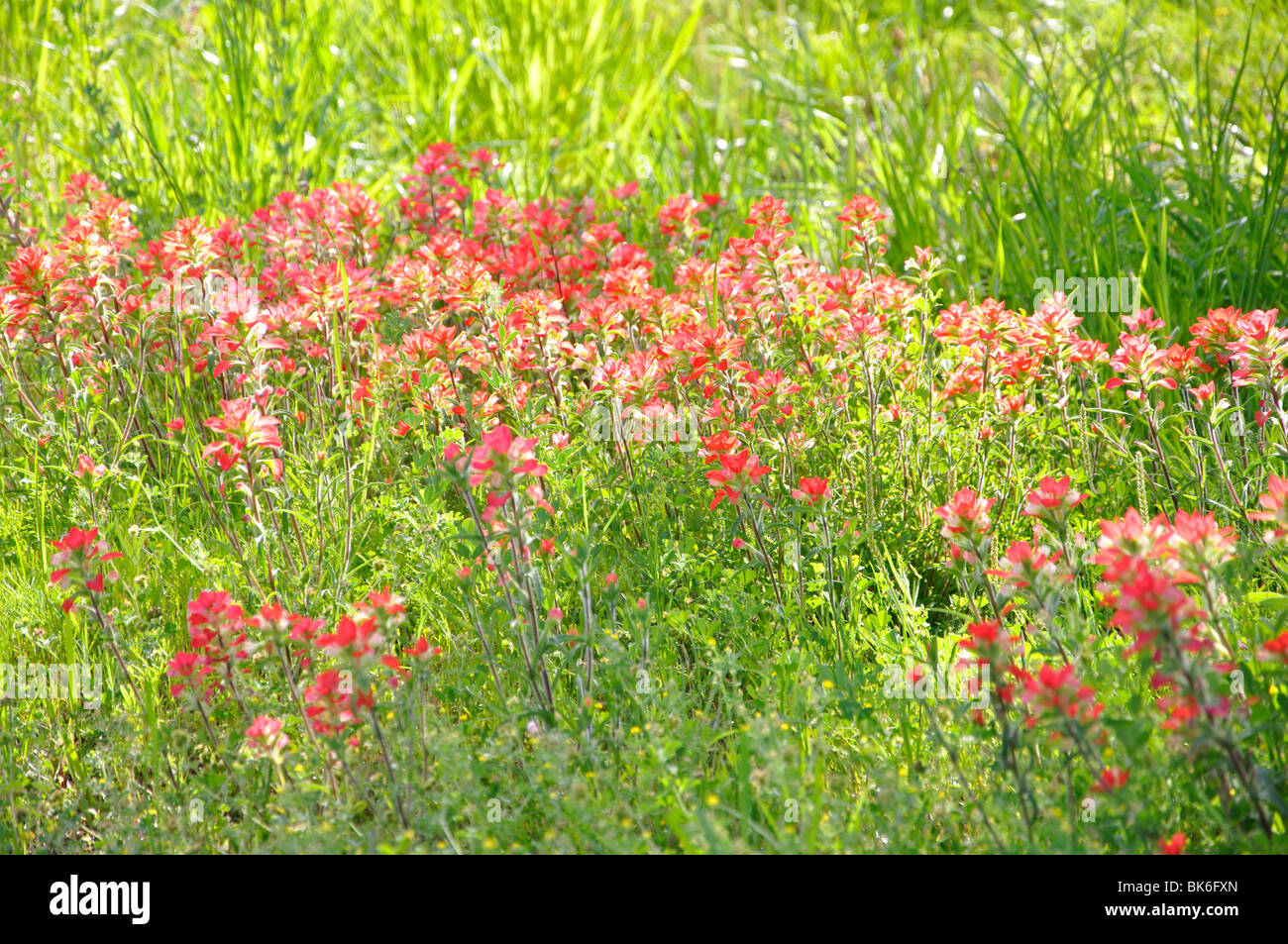 American wild flowers hi-res stock photography and images - Alamy
