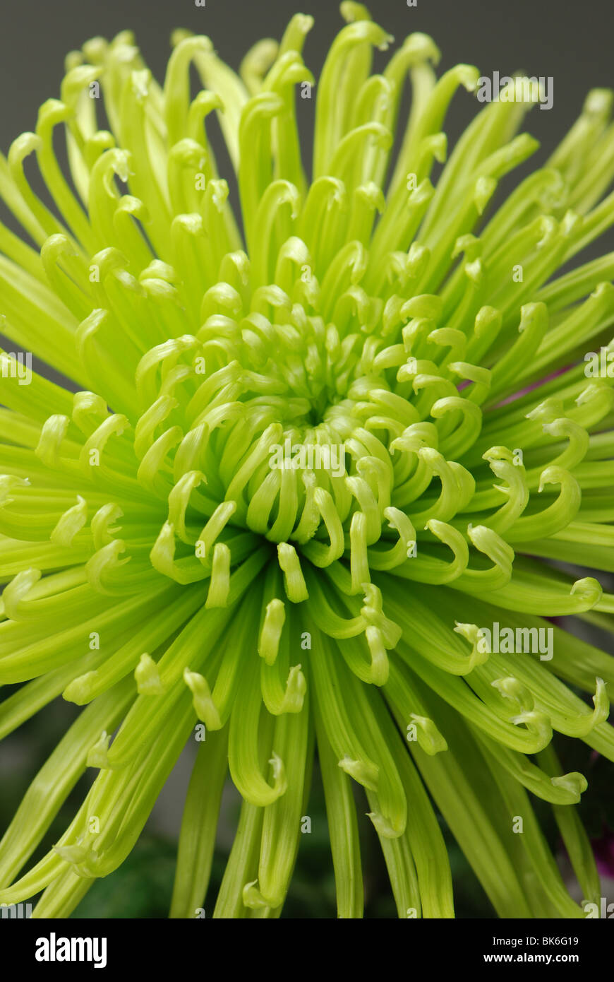 Chrysanthemum Green Stock Photos & Chrysanthemum Green Stock Images Alamy