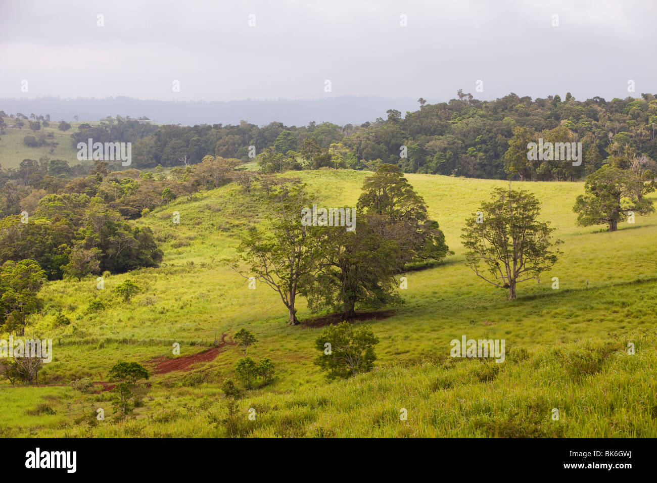 The Daintree rainforest once stretched across much of Northern