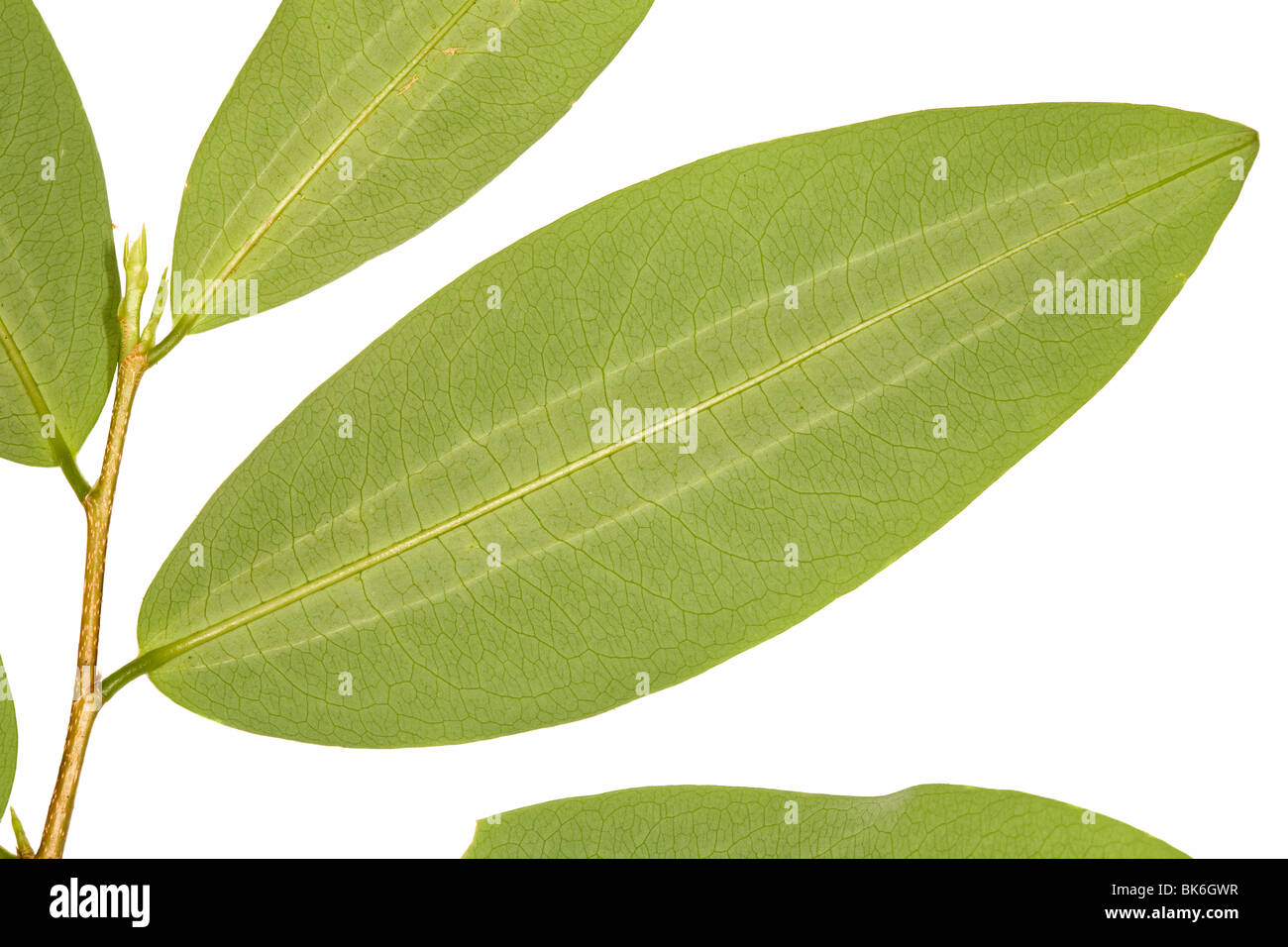 Coca leaves (Erythroxylum coca Stock Photo Alamy