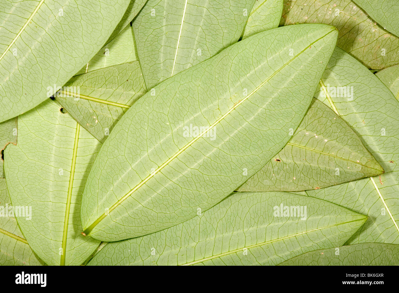 Coca leaves (Erythroxylum coca Stock Photo Alamy