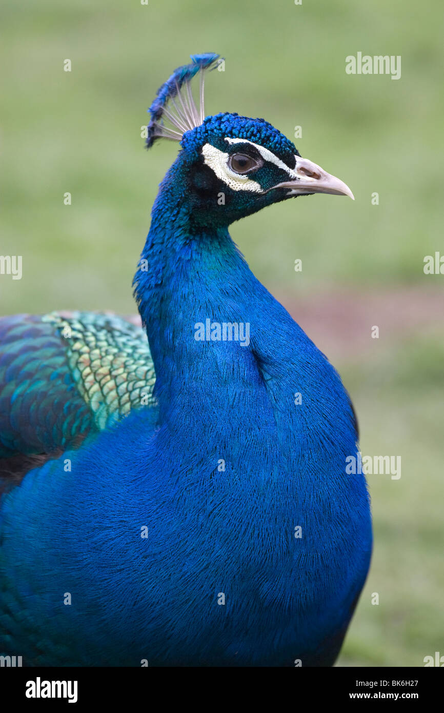 Close up of a peacock Stock Photo - Alamy
