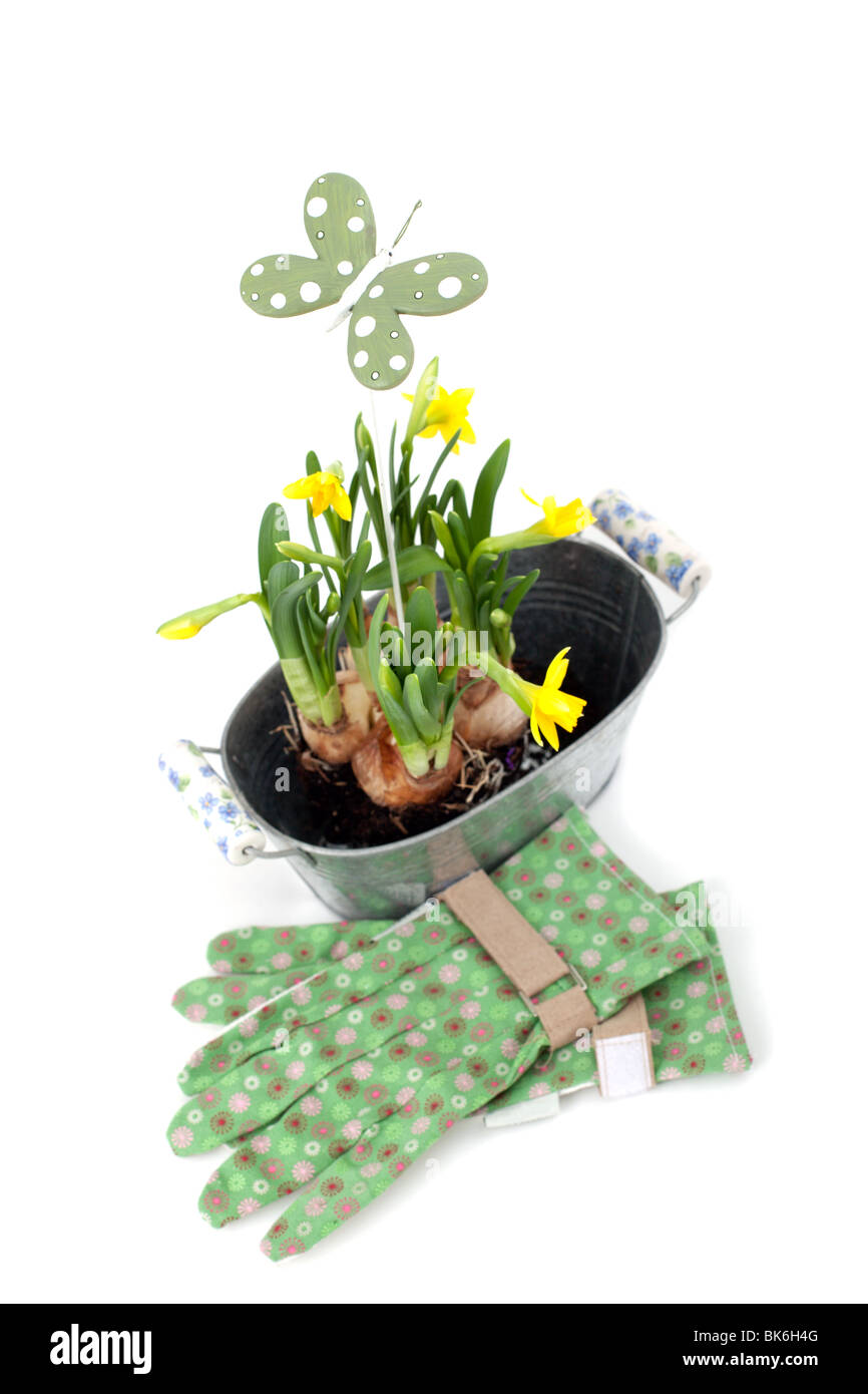 pot with Narcissus and green patterned glows on white background Stock Photo