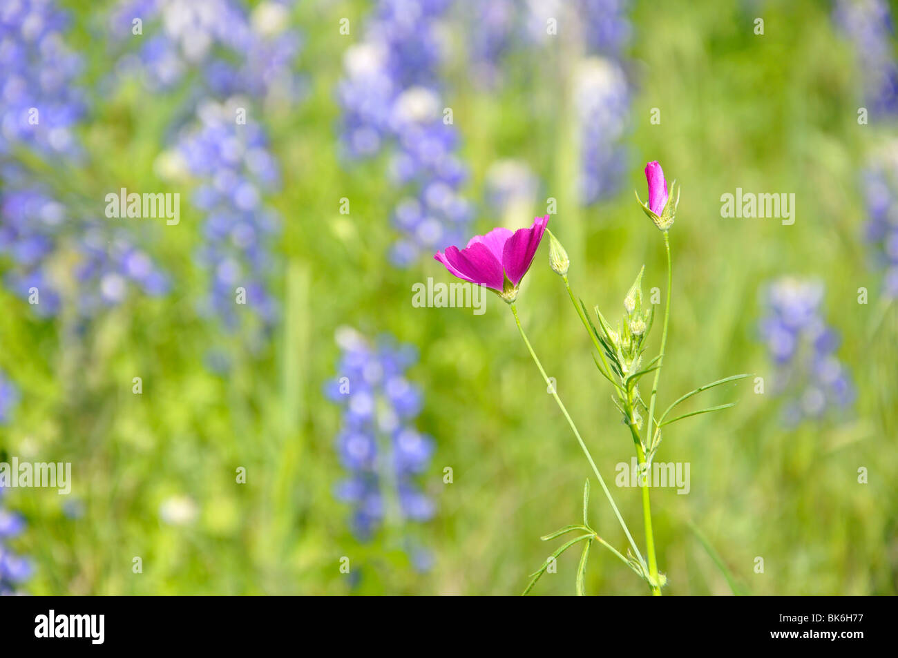 Texas wild flowers Stock Photo - Alamy