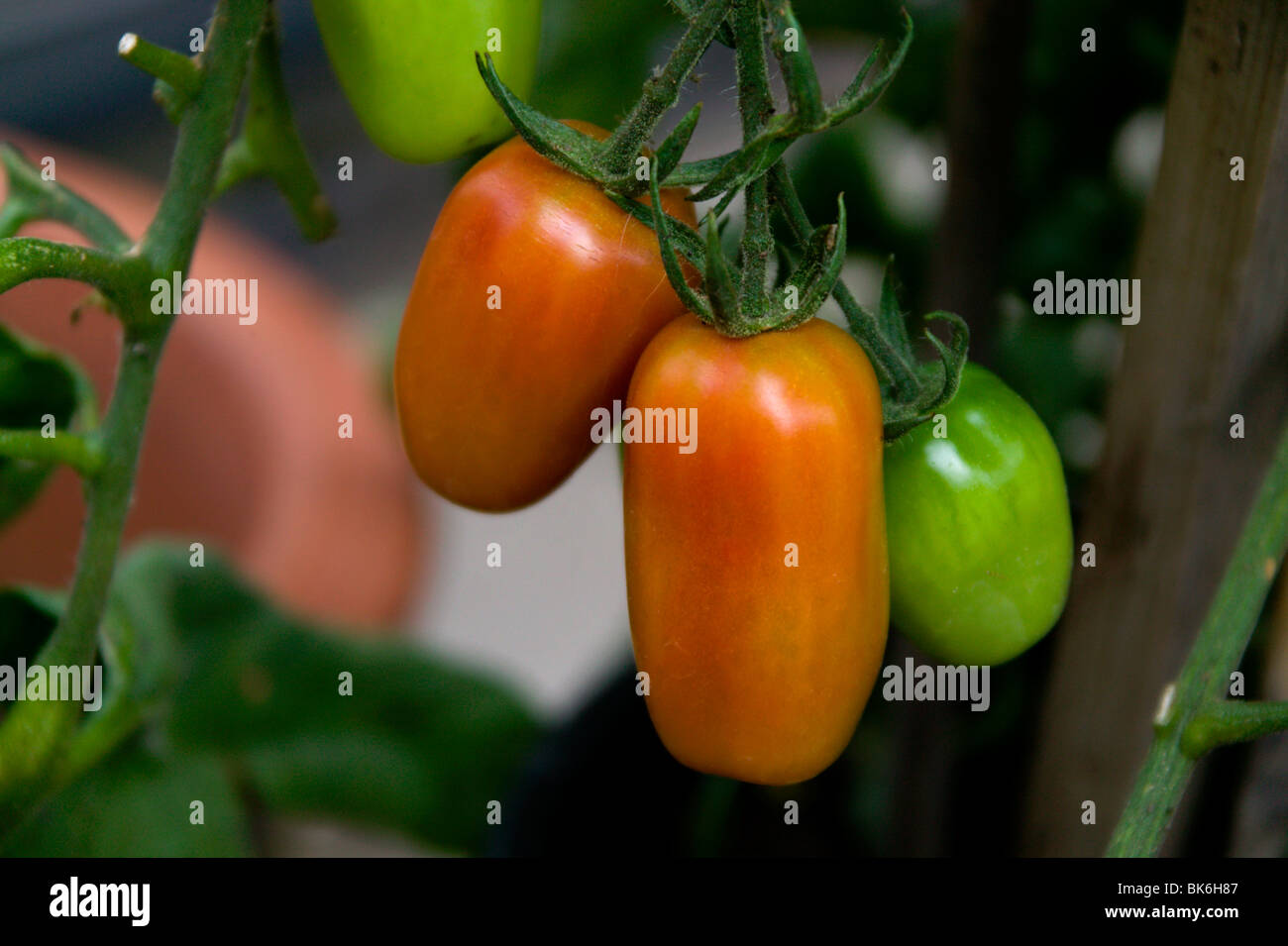 growing tomatoes Stock Photo